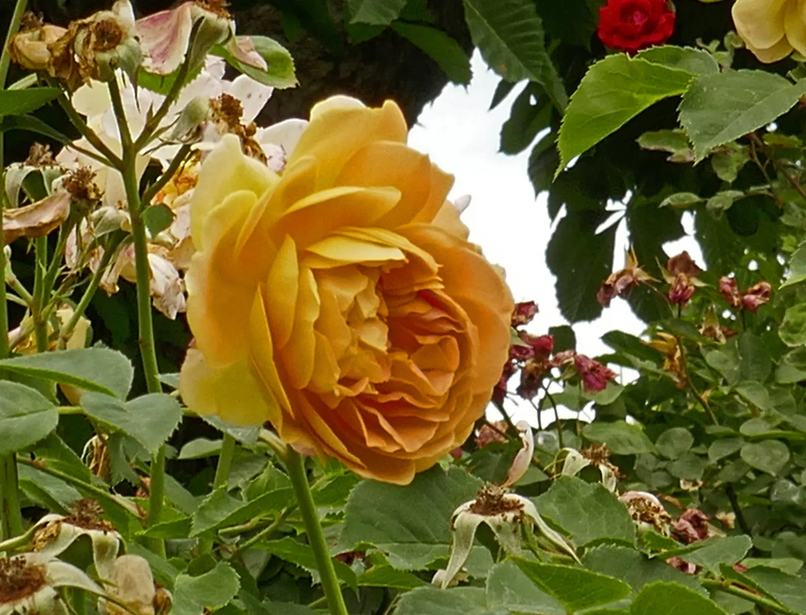 Molineux English Rose (Rosa David Austin 'Molineux') — and well-drained soil is essential for the Molineux Rose's health