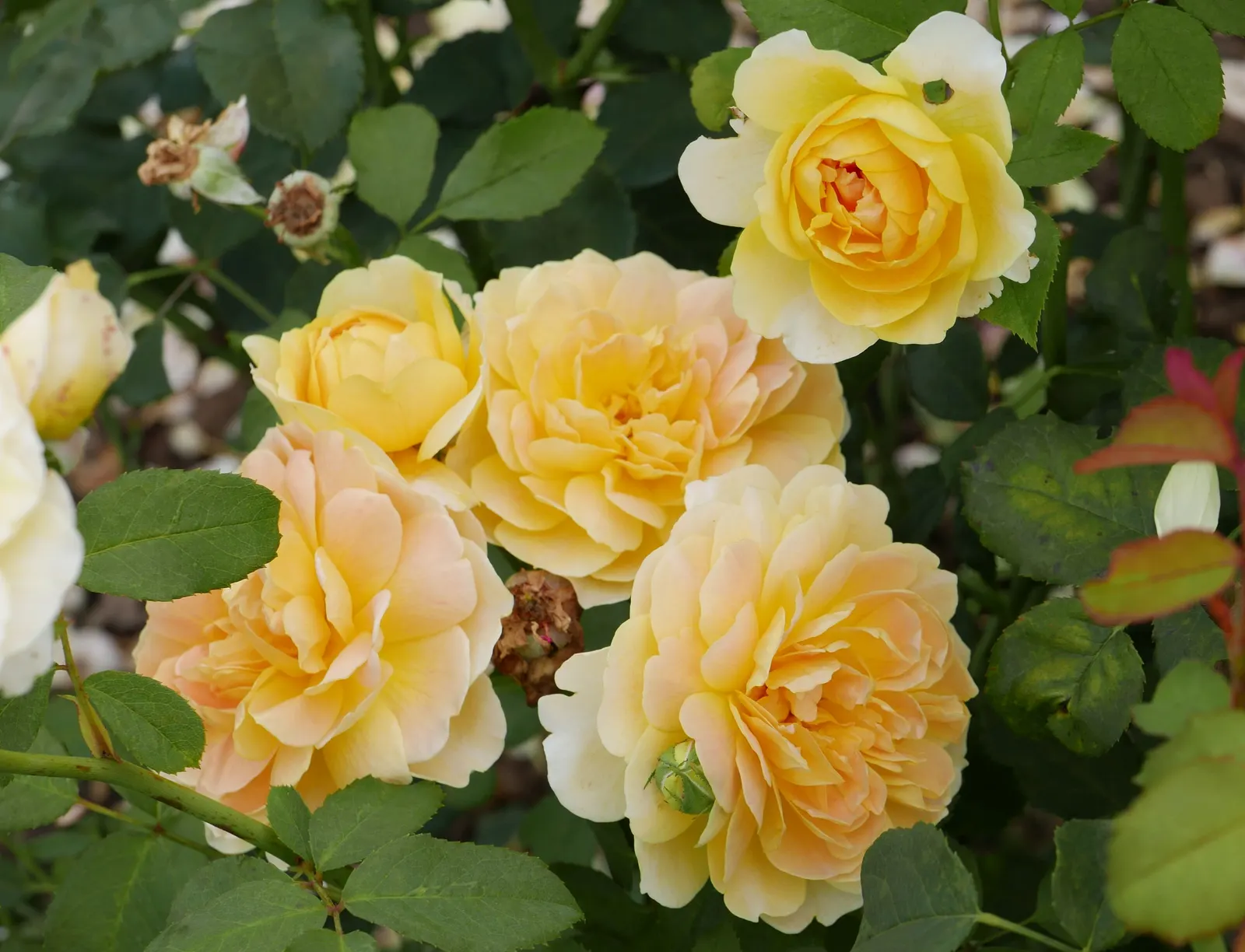 Molineux English Rose (Rosa David Austin 'Molineux') — Flowers repeatedly from early summer to fall, reaching a modest height of 2.5-3 feet with an equal spread