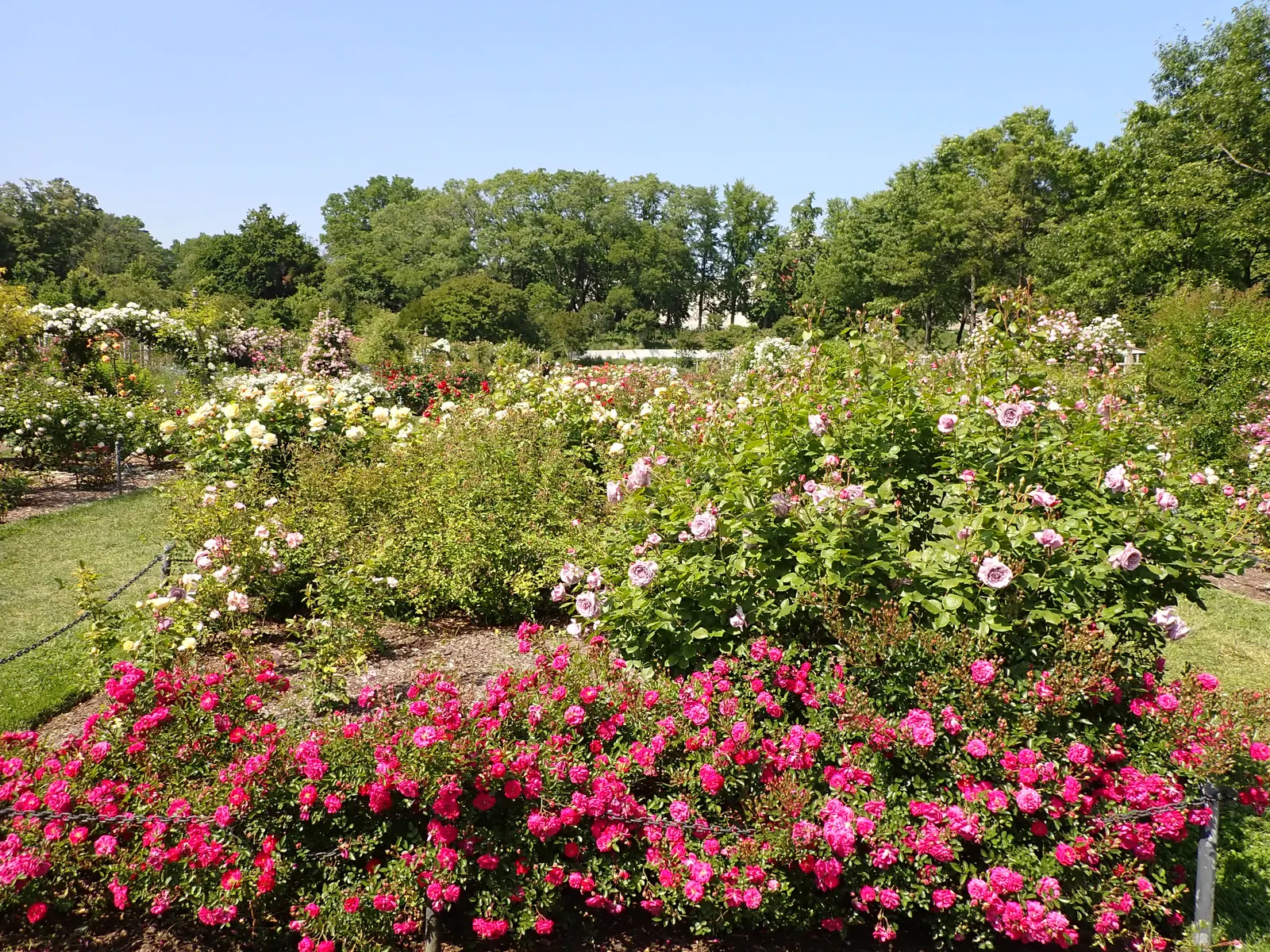 Molineux English Rose (Rosa David Austin 'Molineux') — This robust shrub is disease-resistant, favoring full sun to flourish