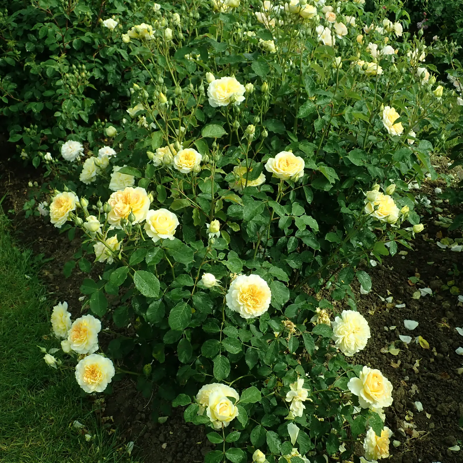 Molineux English Rose (Rosa David Austin 'Molineux') — approximately 3 inches across; yellow hue that may soften to a pleasing cream as they mature