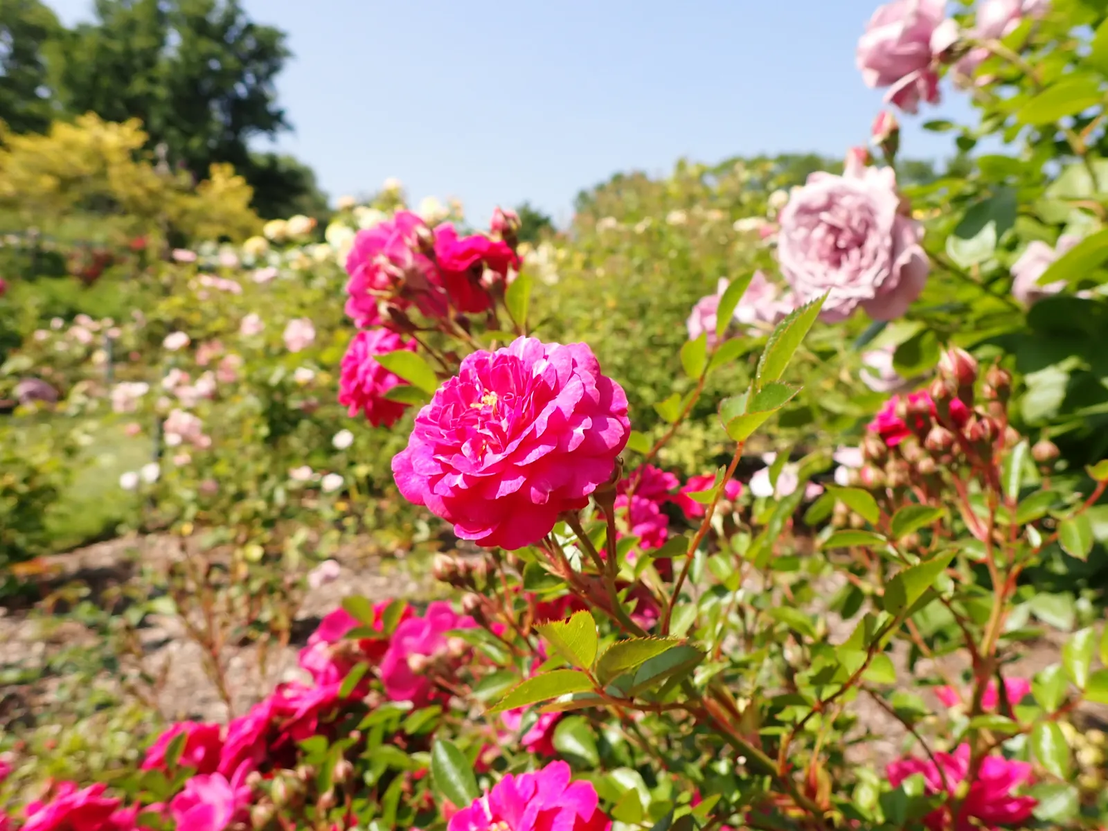 Molineux English Rose (Rosa David Austin 'Molineux') — releases a delightful tea fragrance; and well-drained soil is essential for the Molineux Rose's health
