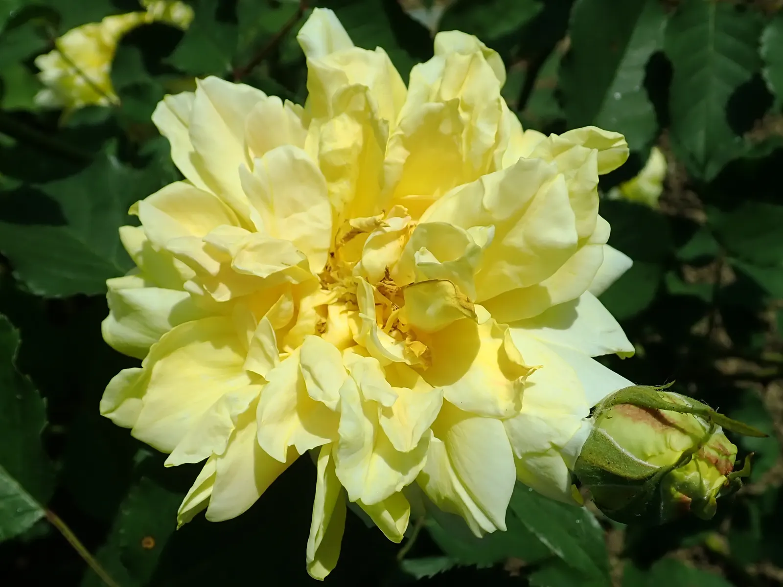 Molineux English Rose (Rosa David Austin 'Molineux') — Ideal for mixed borders, its cup-shaped flowers continuously add warm color to any garden setting.\n