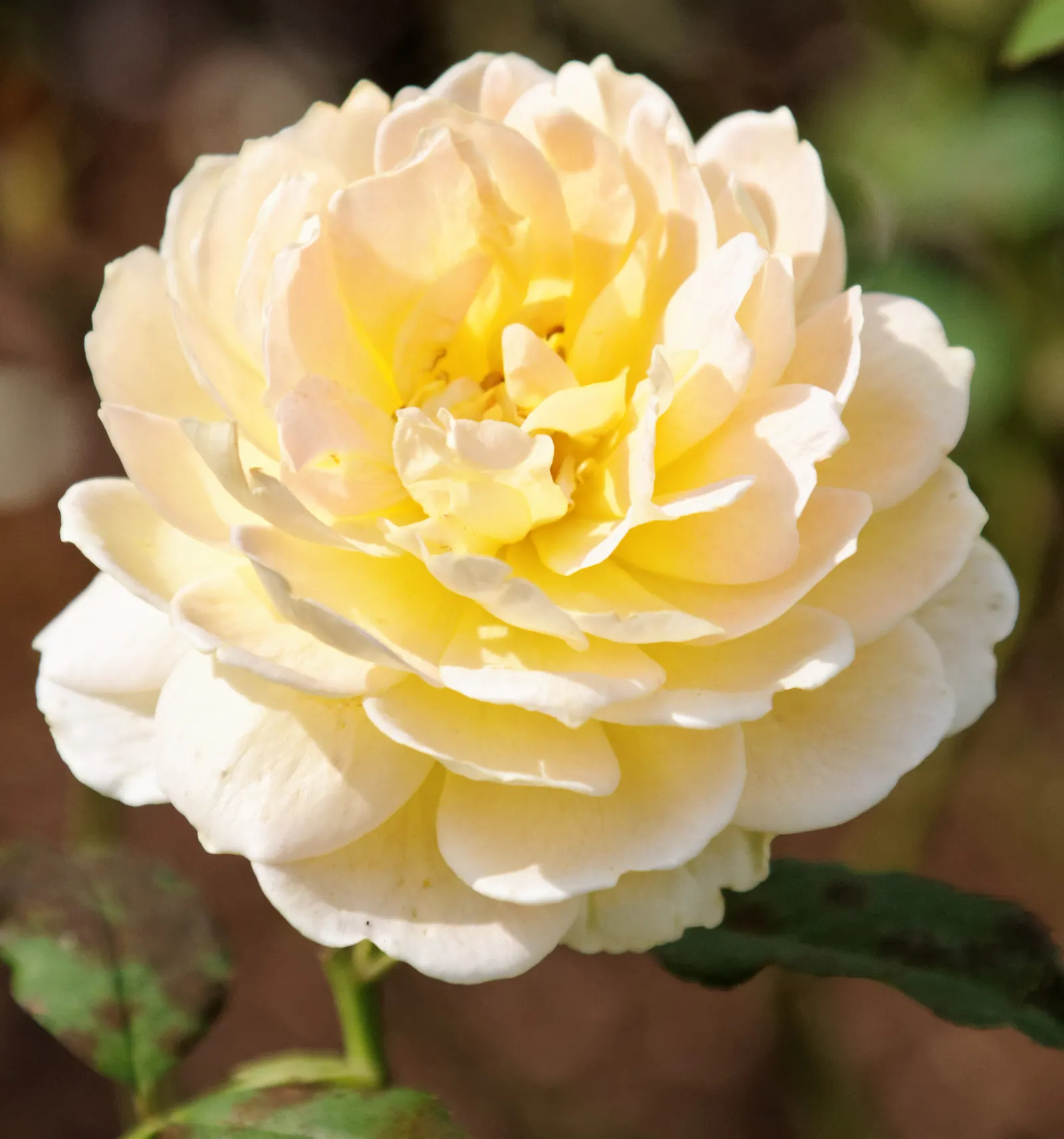 Molineux English Rose (Rosa David Austin 'Molineux') — Ideal for mixed borders, its cup-shaped flowers continuously add warm color to any garden, image 27