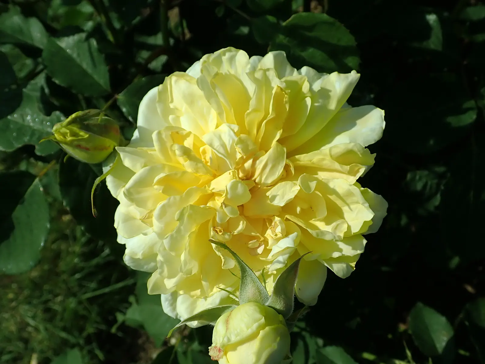 Molineux English Rose (Rosa David Austin 'Molineux') — A spacing of 2 to 3 feet allows ample room for growth, and routine pruning helps maintain vitality