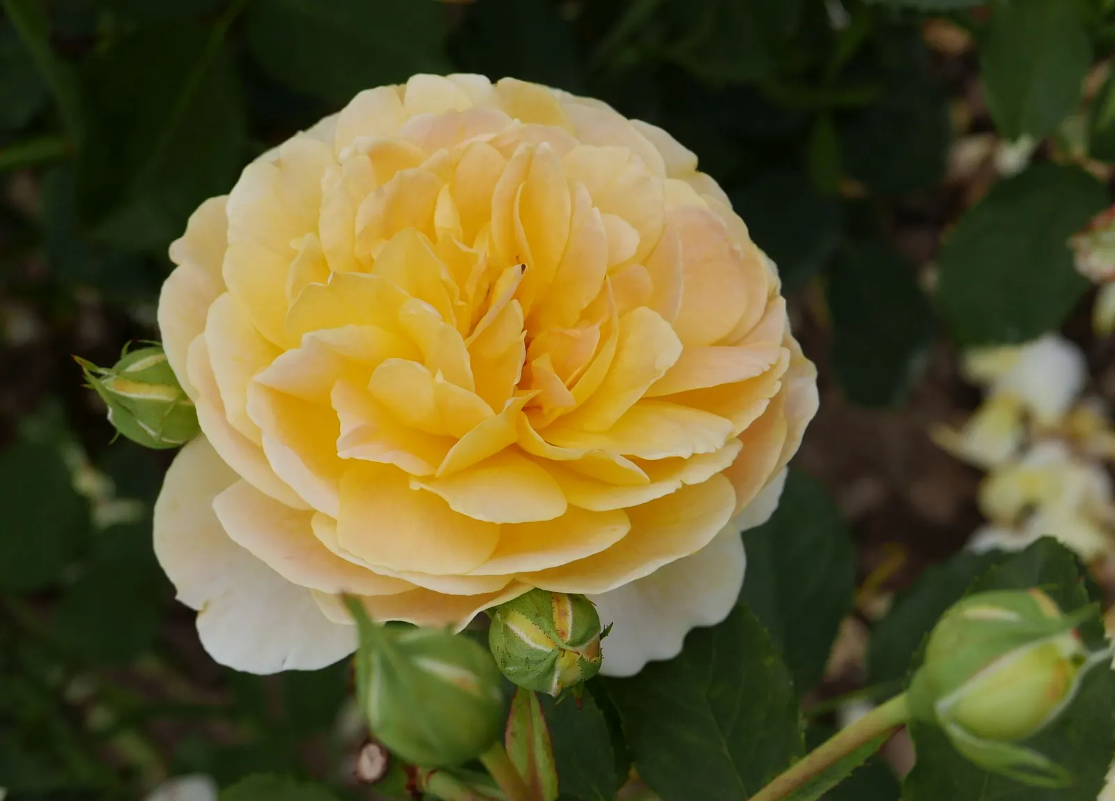 Molineux English Rose (Rosa David Austin 'Molineux') — providing a full and lush appearance; this robust shrub is disease-resistant, favoring full sun to