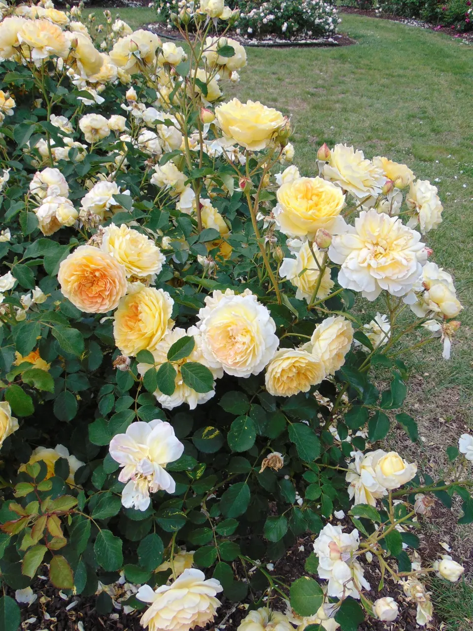 Molineux English Rose (Rosa David Austin 'Molineux') — releases a delightful tea fragrance