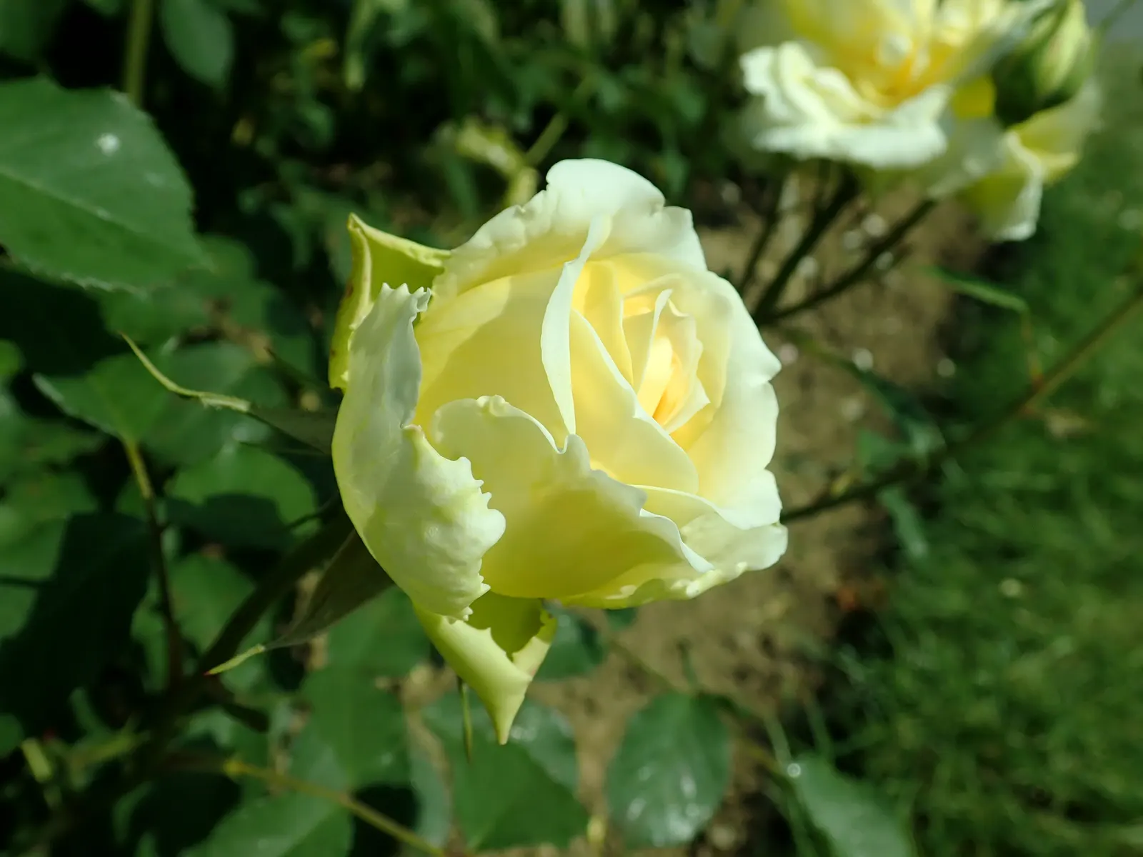 Molineux English Rose (Rosa David Austin 'Molineux') — This compact shrub displays resilience to common rose ailments such as black spot and rust