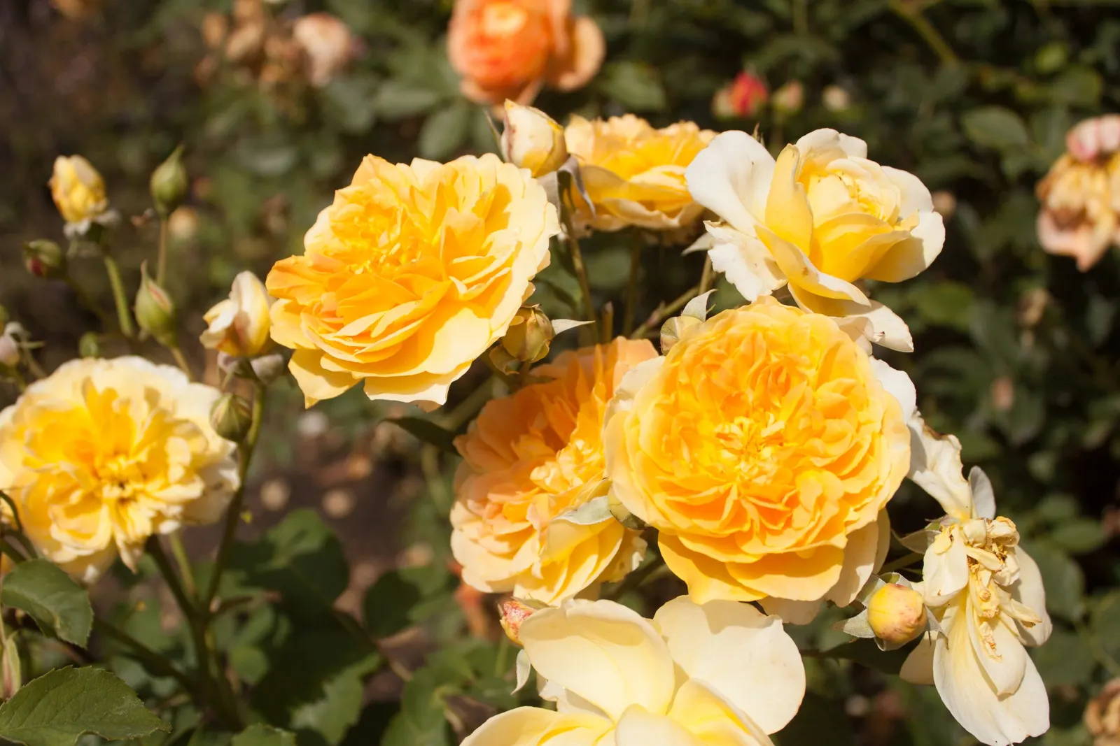 Molineux English Rose (Rosa David Austin 'Molineux') — shrub for full
