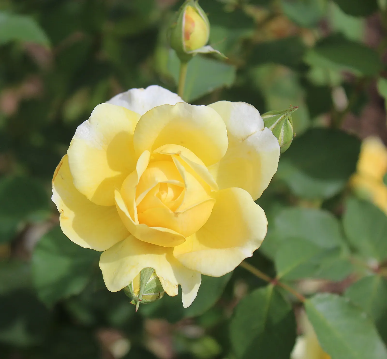 Molineux English Rose (Rosa David Austin 'Molineux') — Renowned for its exceptional hardiness and vigorous growth habit