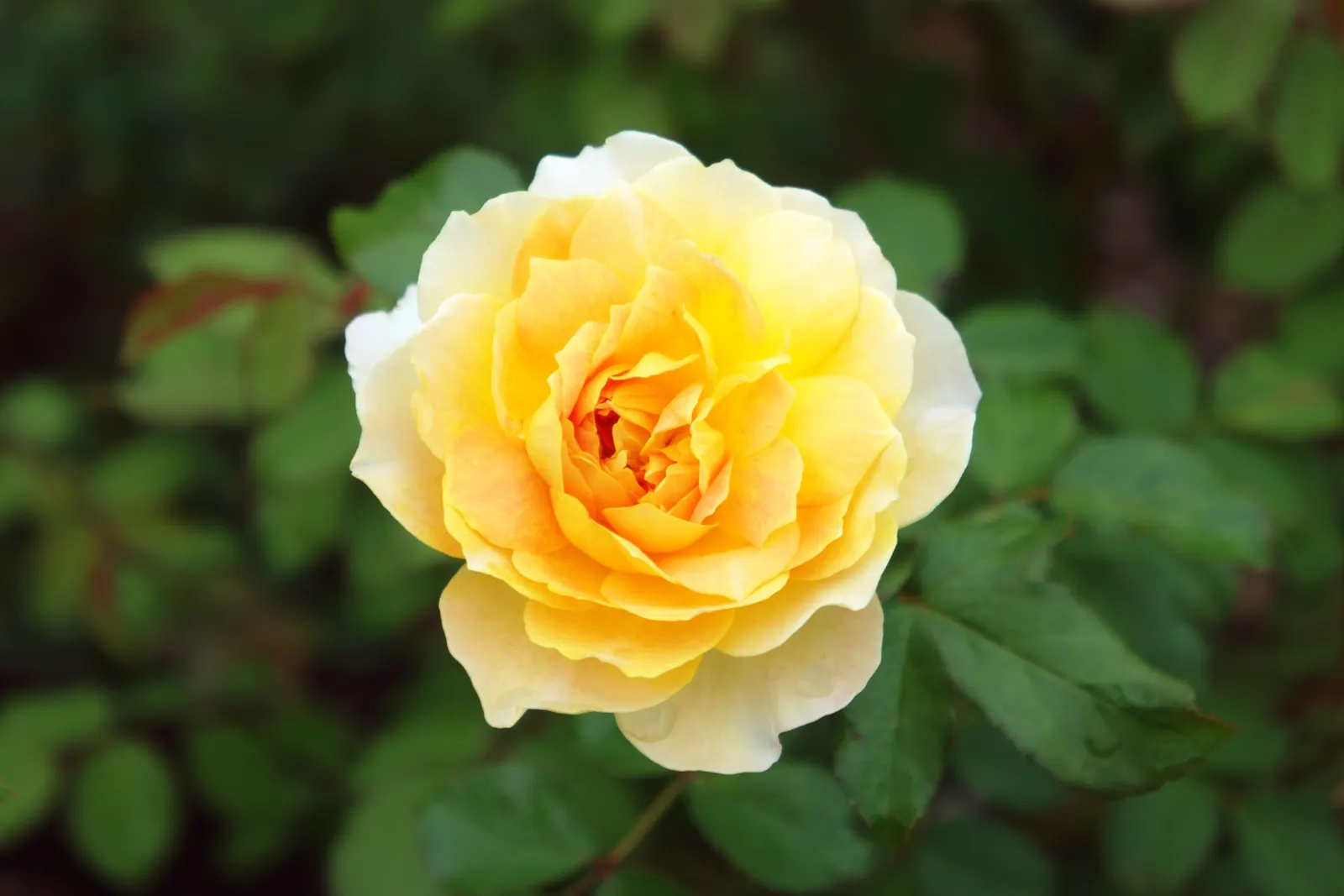Molineux English Rose (Rosa David Austin 'Molineux') — yellow hue that may soften to a pleasing cream as they mature