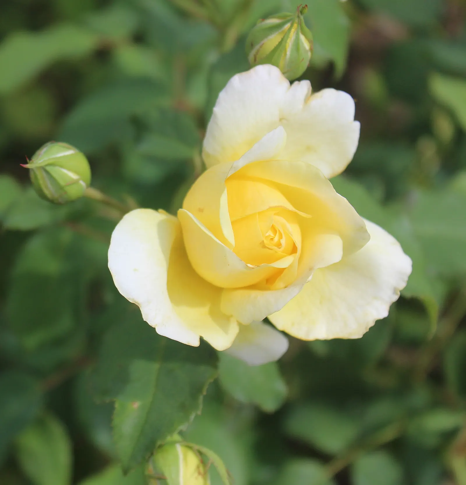 Molineux English Rose (Rosa David Austin 'Molineux') — also recognized as Rosa David Austin 'Molineux'