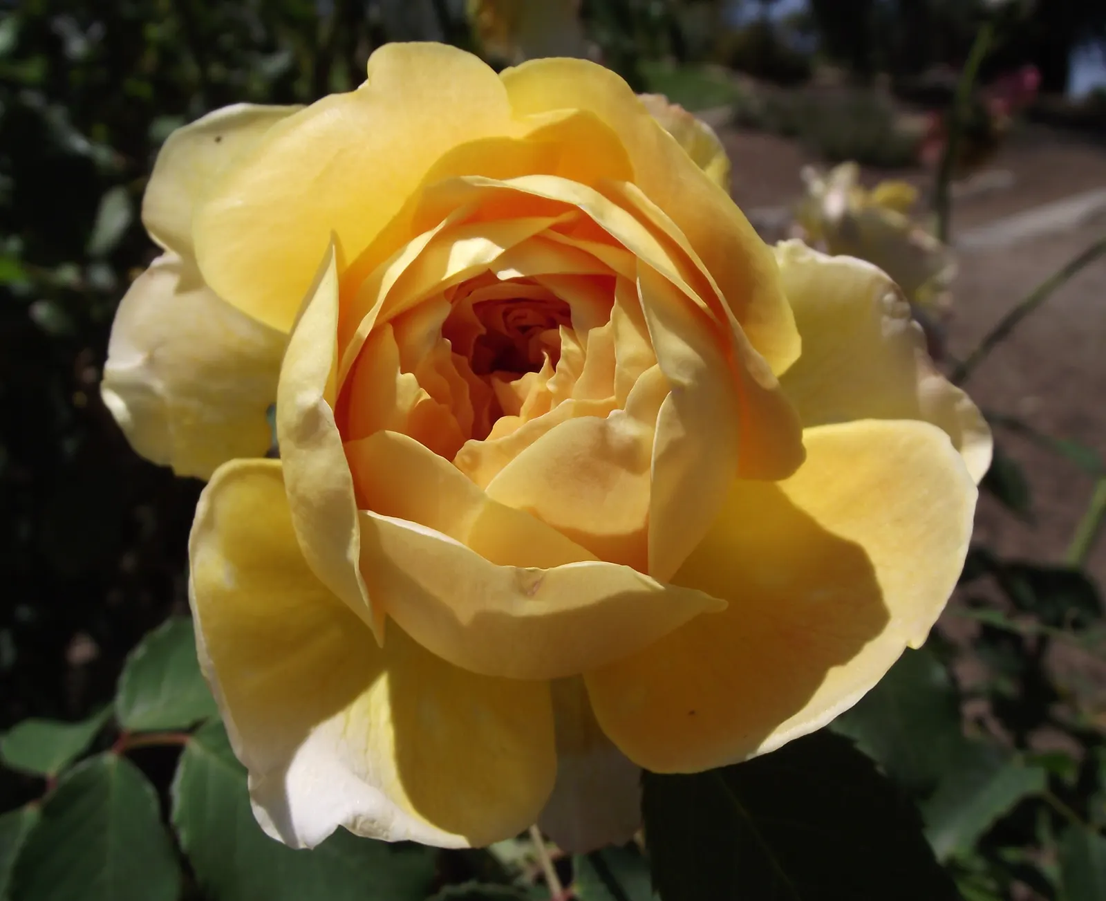 Molineux English Rose (Rosa David Austin 'Molineux') — which can enhance any outdoor space.<br><br>Foliage presents as dark green and glossy