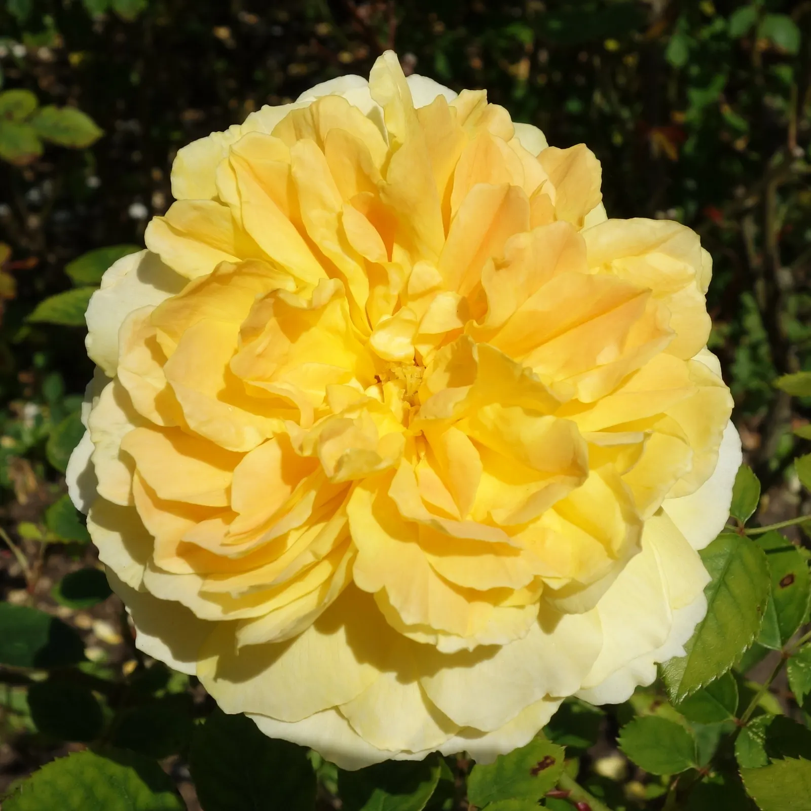 Molineux English Rose (Rosa David Austin 'Molineux') — This robust shrub is disease-resistant, favoring full sun to flourish; providing a full and lush