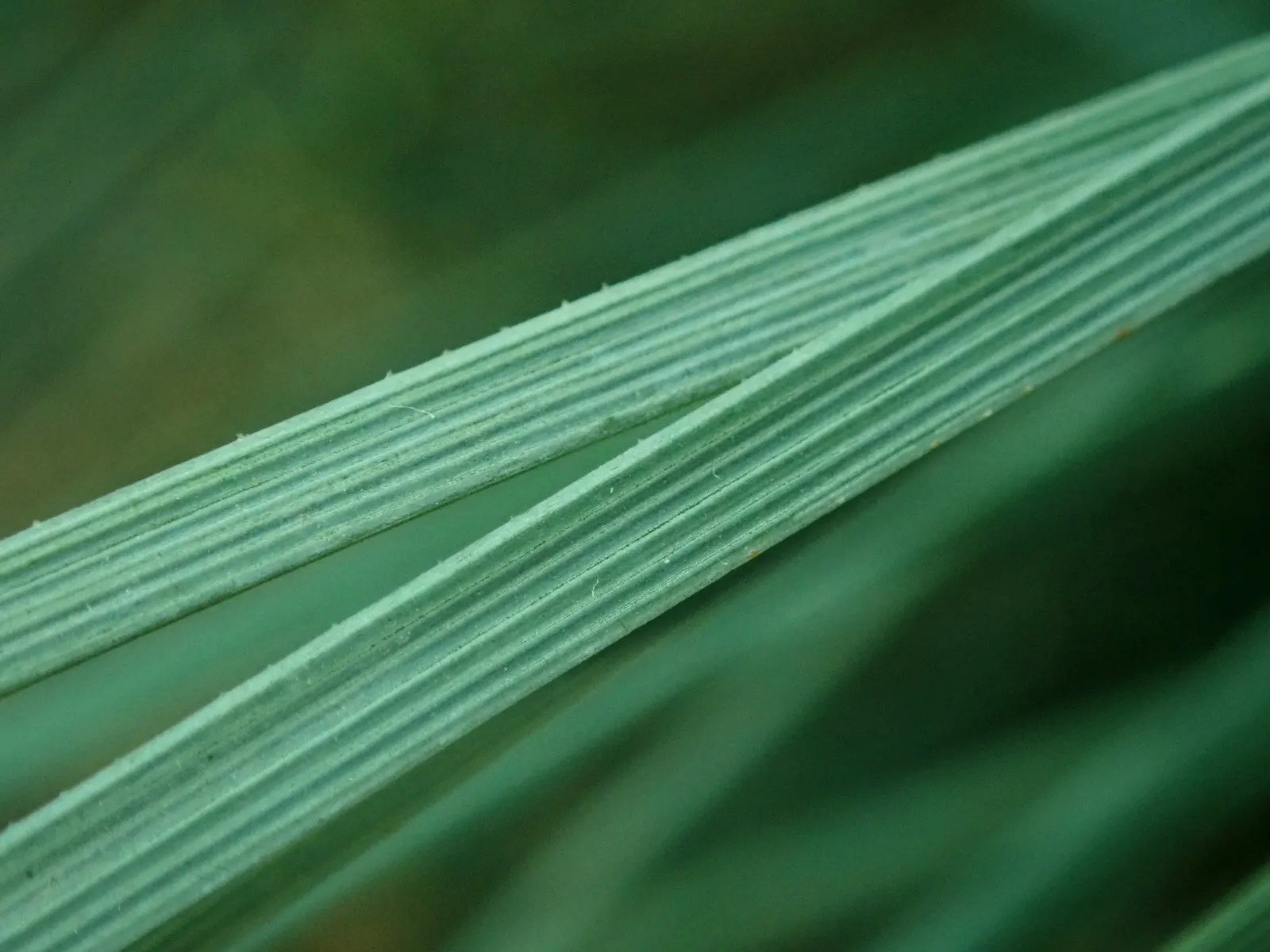 Calibanus (Calibanus Hookeri) — slow-growing perennial boasting a thick