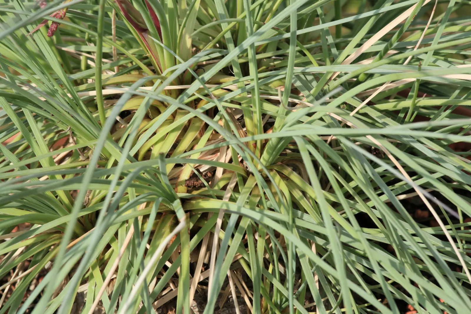 Calibanus (Calibanus Hookeri) — With its unique structure and low maintenance needs