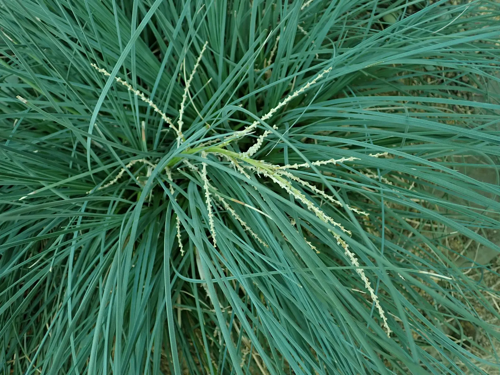 Calibanus (Calibanus Hookeri) — though protection from frost is advisable to maintain its visual appeal