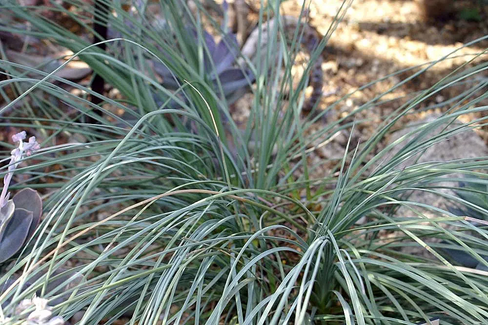 Calibanus (Calibanus Hookeri) — Calibanus hookeri adds unique structural interest to rock gardens and xeriscapes