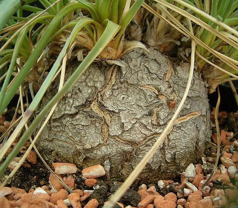 Calibanus (Calibanus Hookeri) — reaching up to 3 feet in height and spread