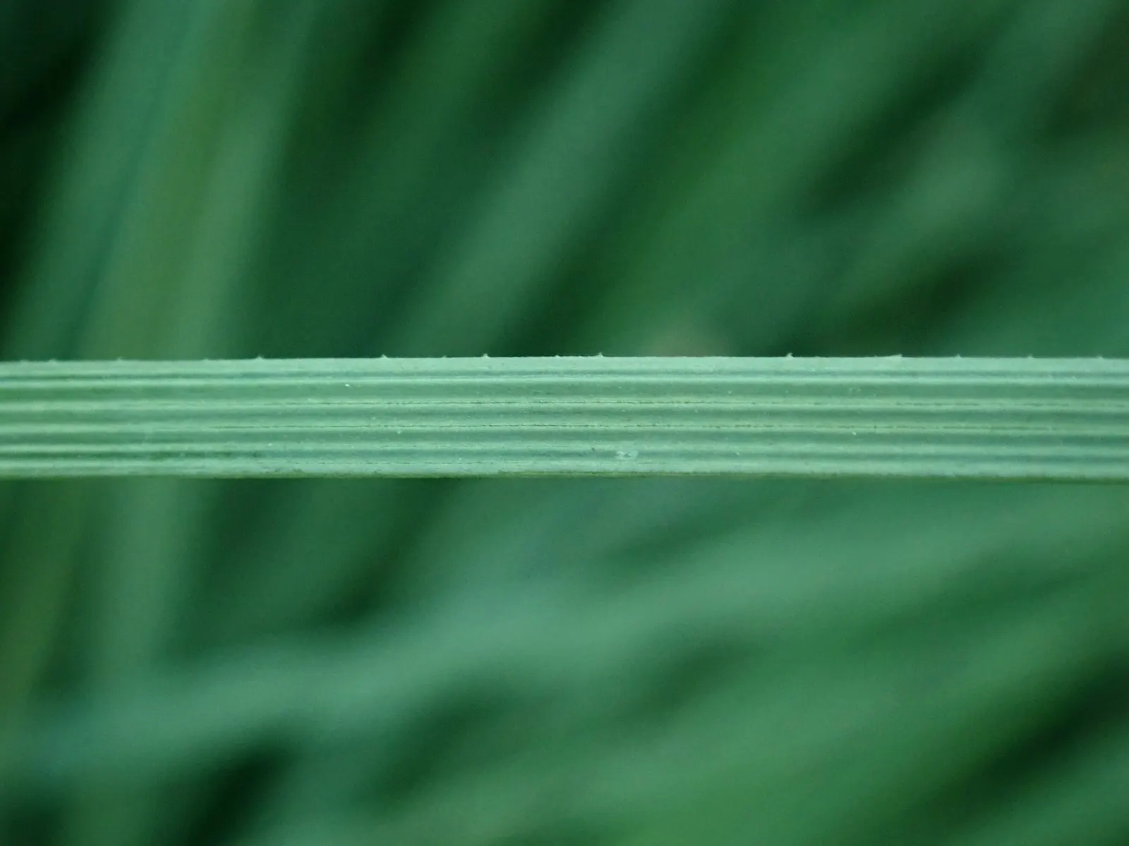 Calibanus (Calibanus Hookeri) — It sprouts grass-like blue-green leaves and small, white flowers
