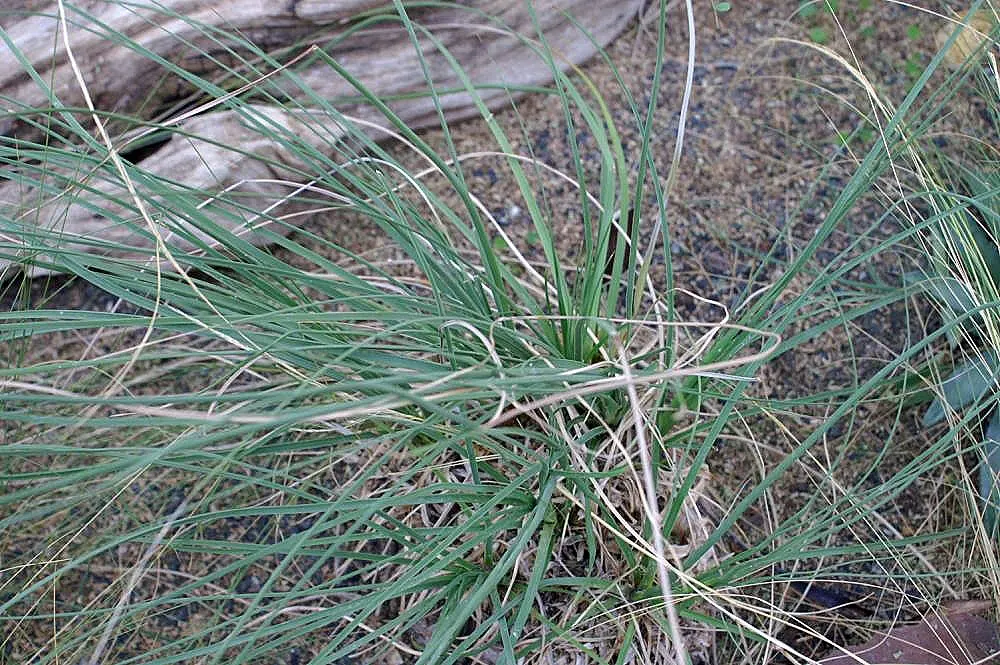 Calibanus (Calibanus Hookeri) — slow-growing perennial boasting a thick; woody ball that can reach sizes of 2 to 3 feet in diameter
