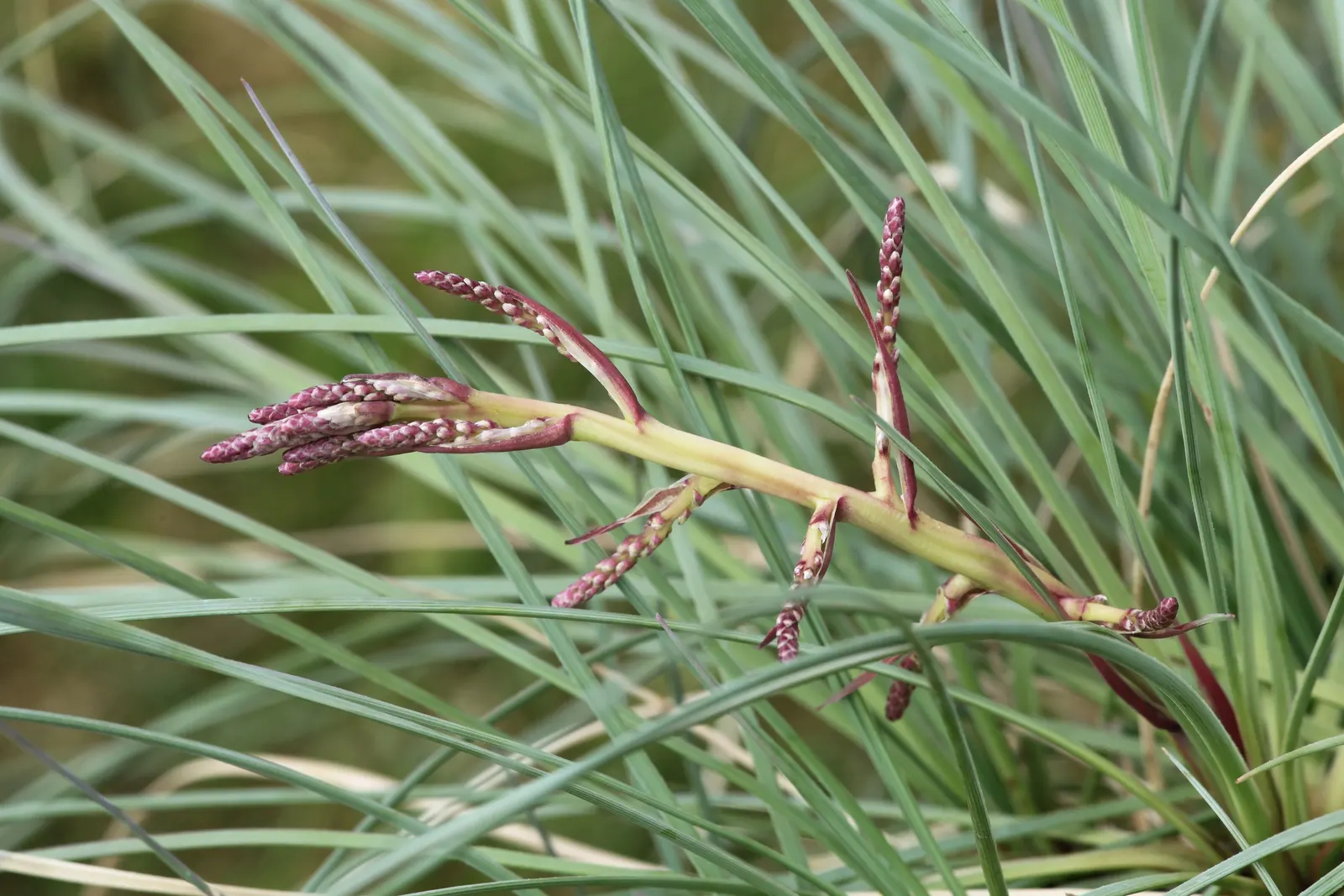 Calibanus (Calibanus Hookeri) — The Calibanus hookeri is a robust