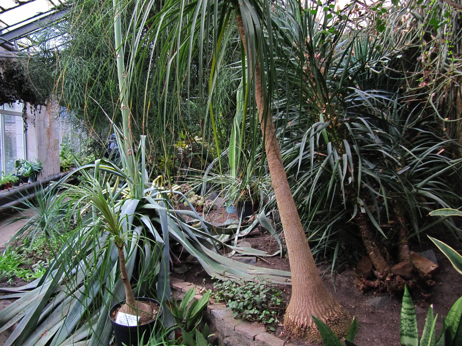 Calibanus (Calibanus Hookeri) — Ideal for xeriscaping and drought-tolerant landscapes