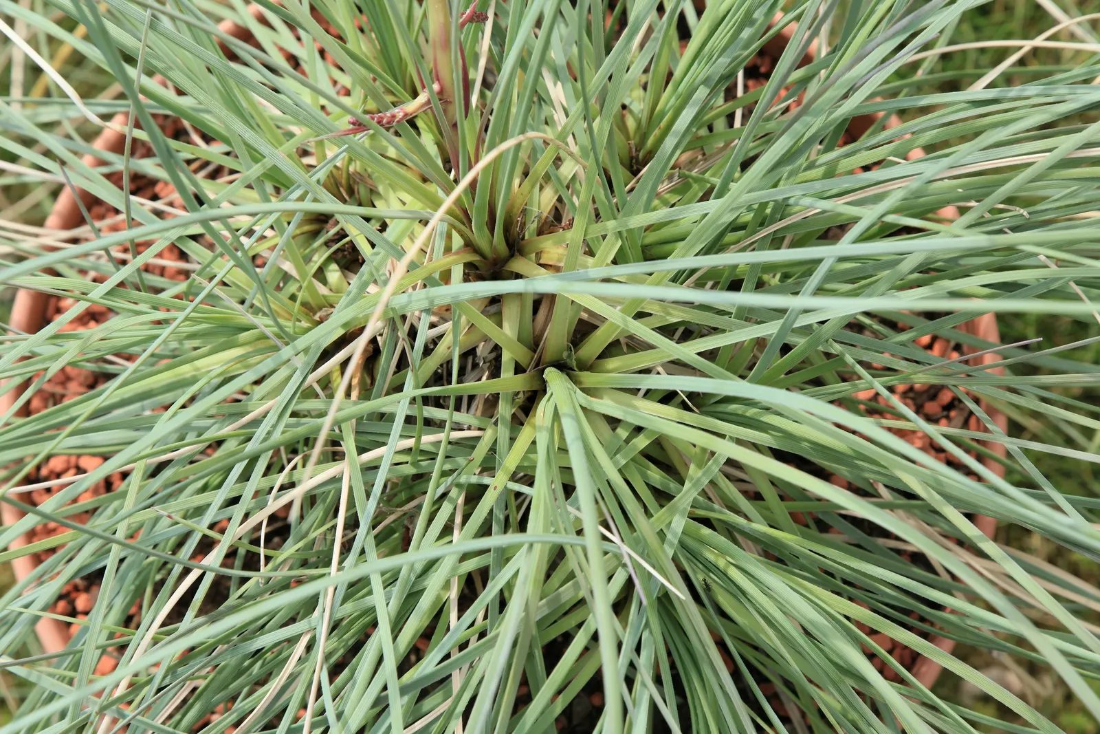 Calibanus (Calibanus Hookeri) — It serves as a water reservoir, allowing the plant to thrive in arid environments