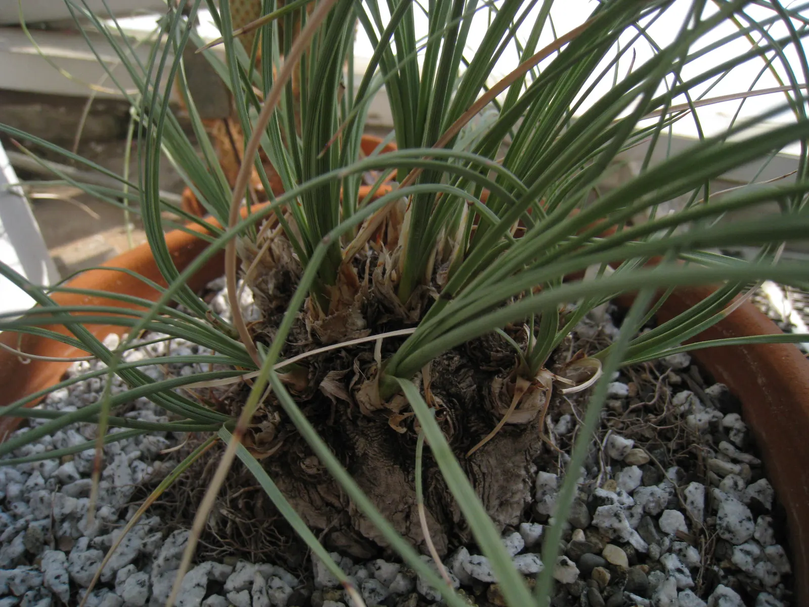 Calibanus (Calibanus Hookeri) — grass / shrub for full or half