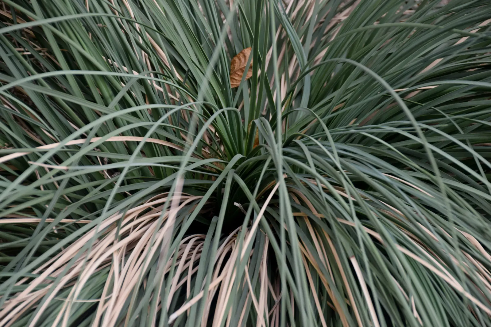 Calibanus (Calibanus Hookeri) — consider providing the Calibanus with full sun exposure to promote optimum growth