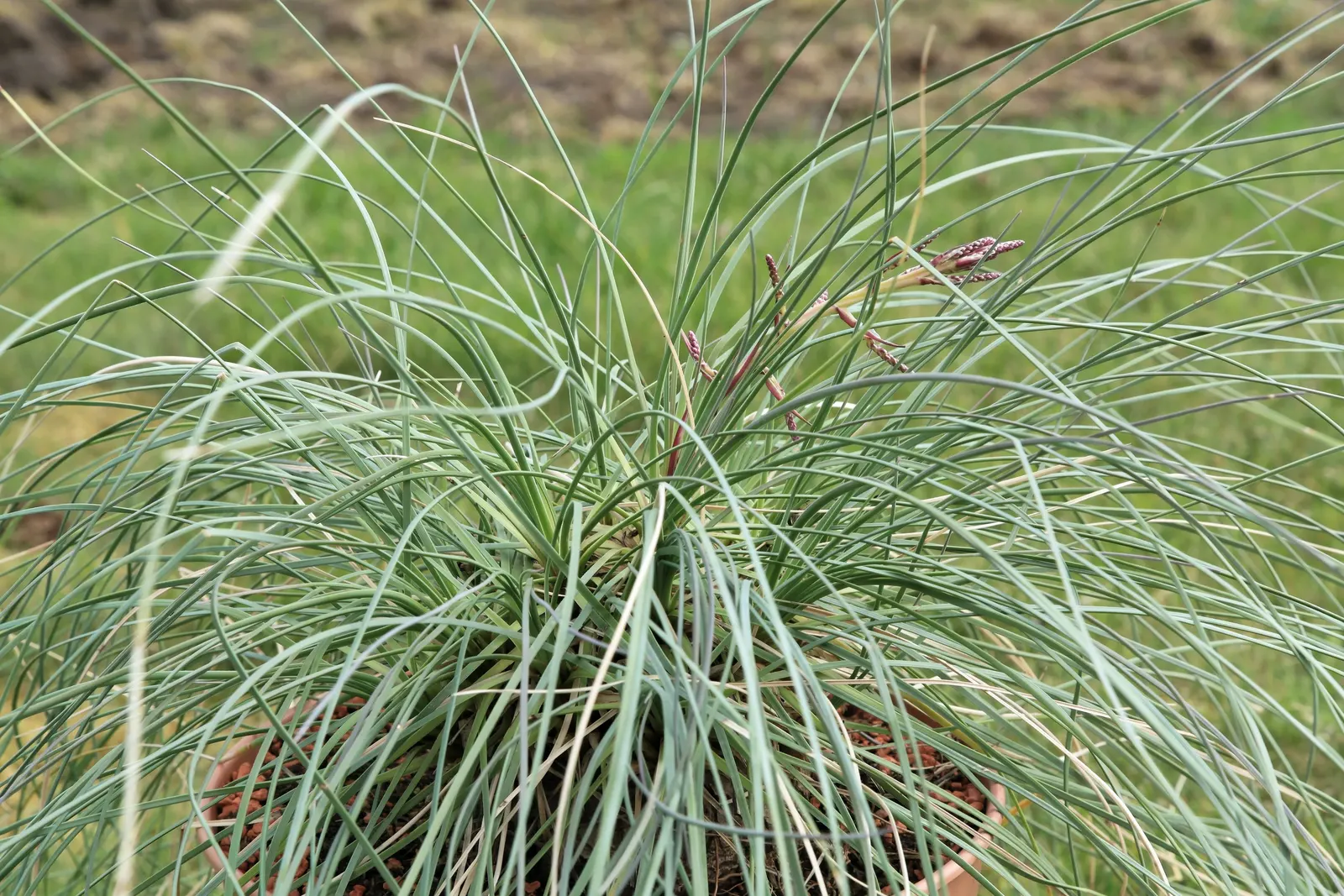 Calibanus (Calibanus Hookeri) — The Calibanus hookeri is a robust; it sprouts grass-like blue-green leaves and small, white flowers