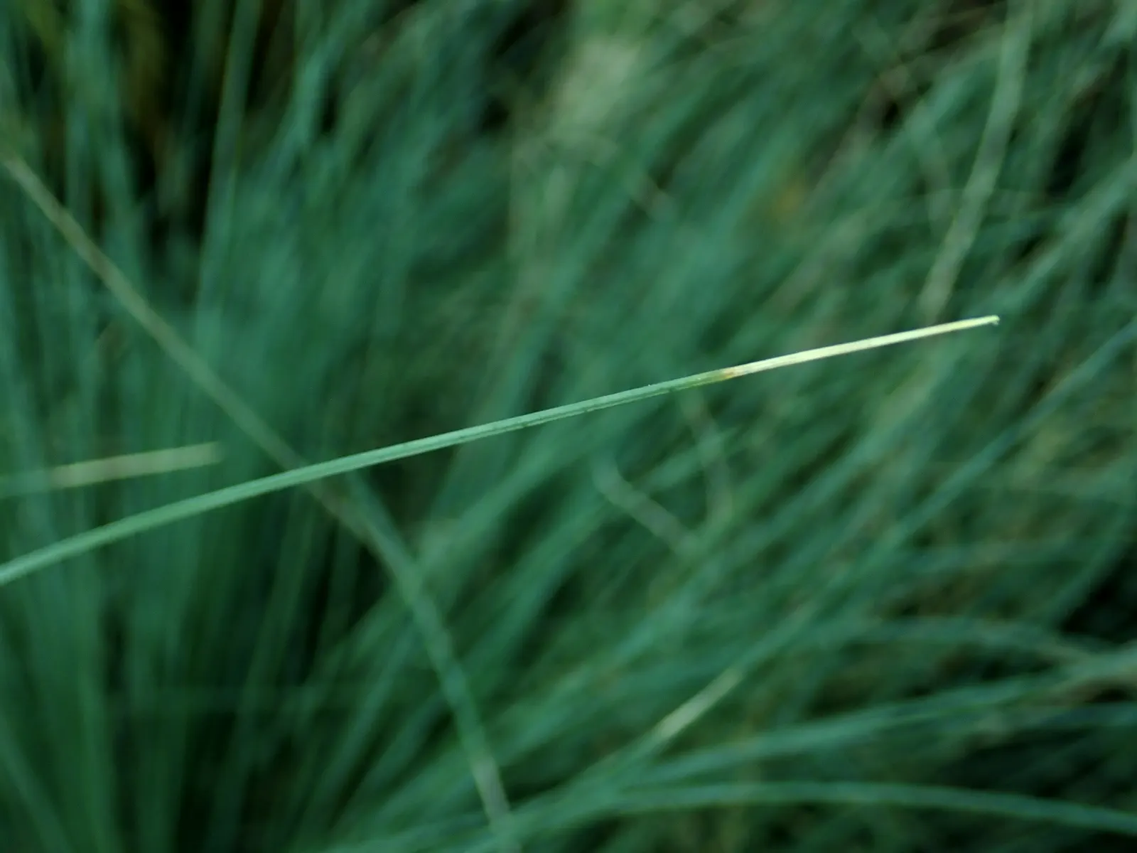 Calibanus (Calibanus Hookeri) — Although the flowers are not particularly showy