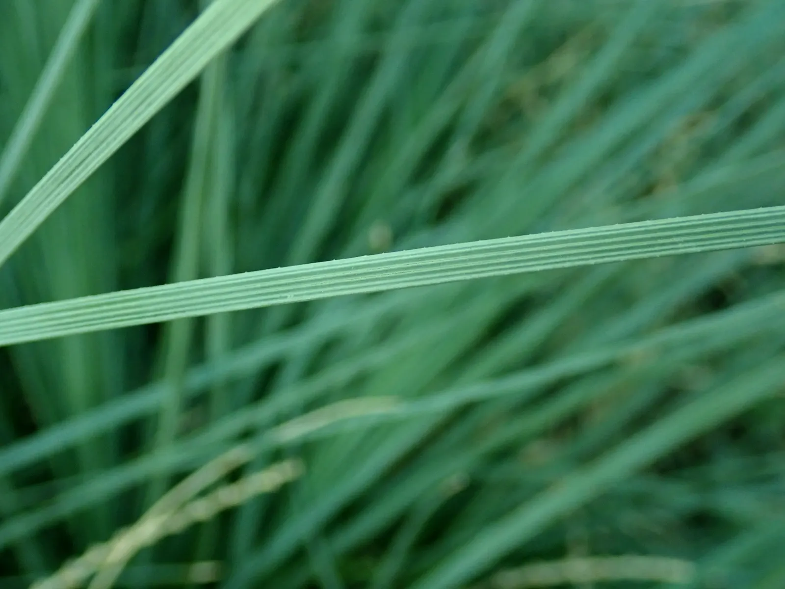 Calibanus (Calibanus Hookeri) — It requires well-draining soil to prevent root rot and can handle occasional cold dips down to around 20&deg;F