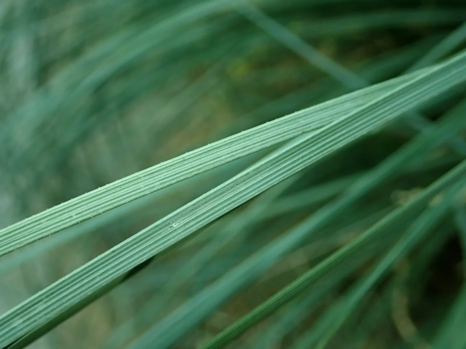 Calibanus (Calibanus Hookeri) — commonly referred to as the 'Calibanus'