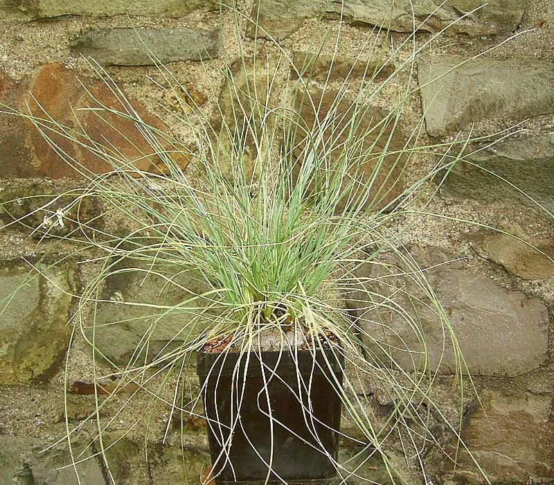 Calibanus (Calibanus Hookeri) — they add a subtle charm to the plant's distinctive form.<br><br>For placement within a landscape design