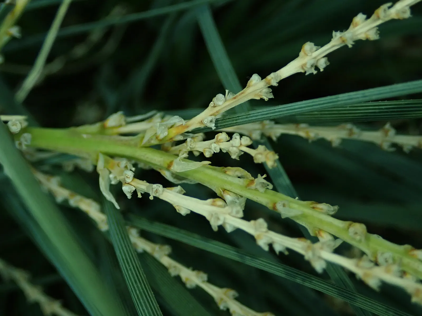 Calibanus (Calibanus Hookeri) — woody caudex (base) that can ultimately span up to 24 inches in diameter; it requires well-draining soil to prevent root rot
