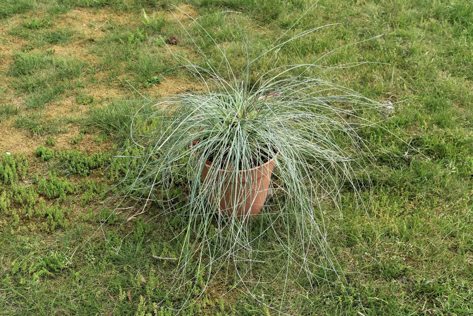 Calibanus (Calibanus Hookeri) — grass / shrub with pink blooms