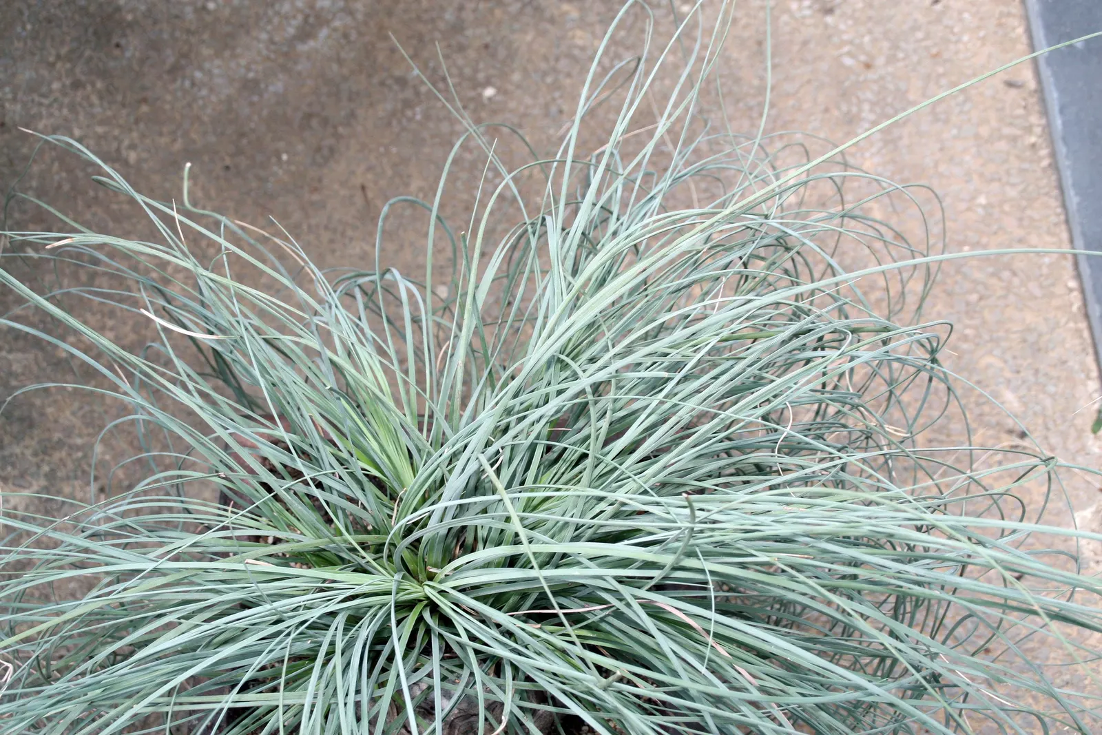 Calibanus (Calibanus Hookeri) — woody caudex (base) that can ultimately span up to 24 inches in diameter