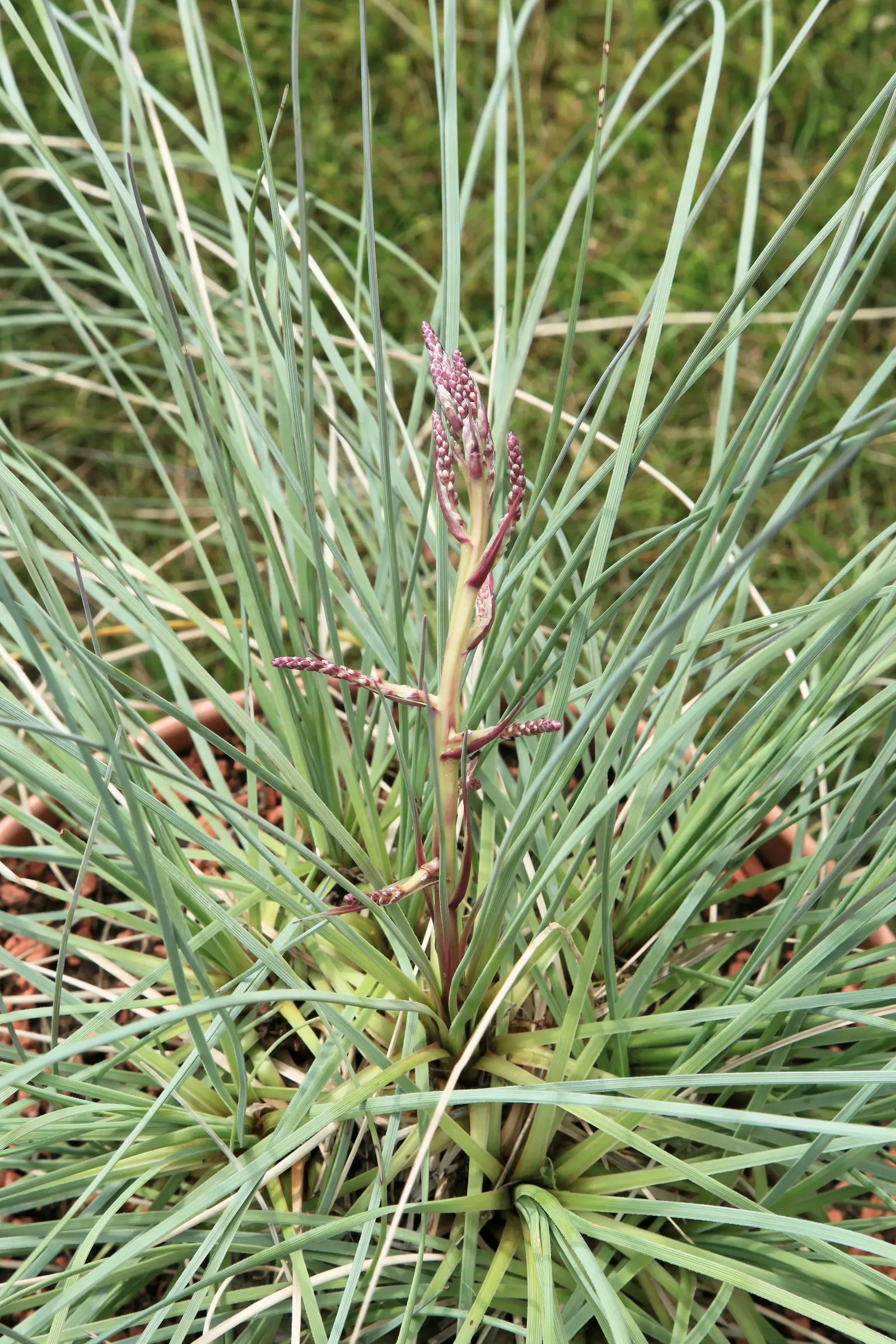 Calibanus (Calibanus Hookeri) — is an intriguing and robust plant hailing from the rocky terrains of northeastern Mexico
