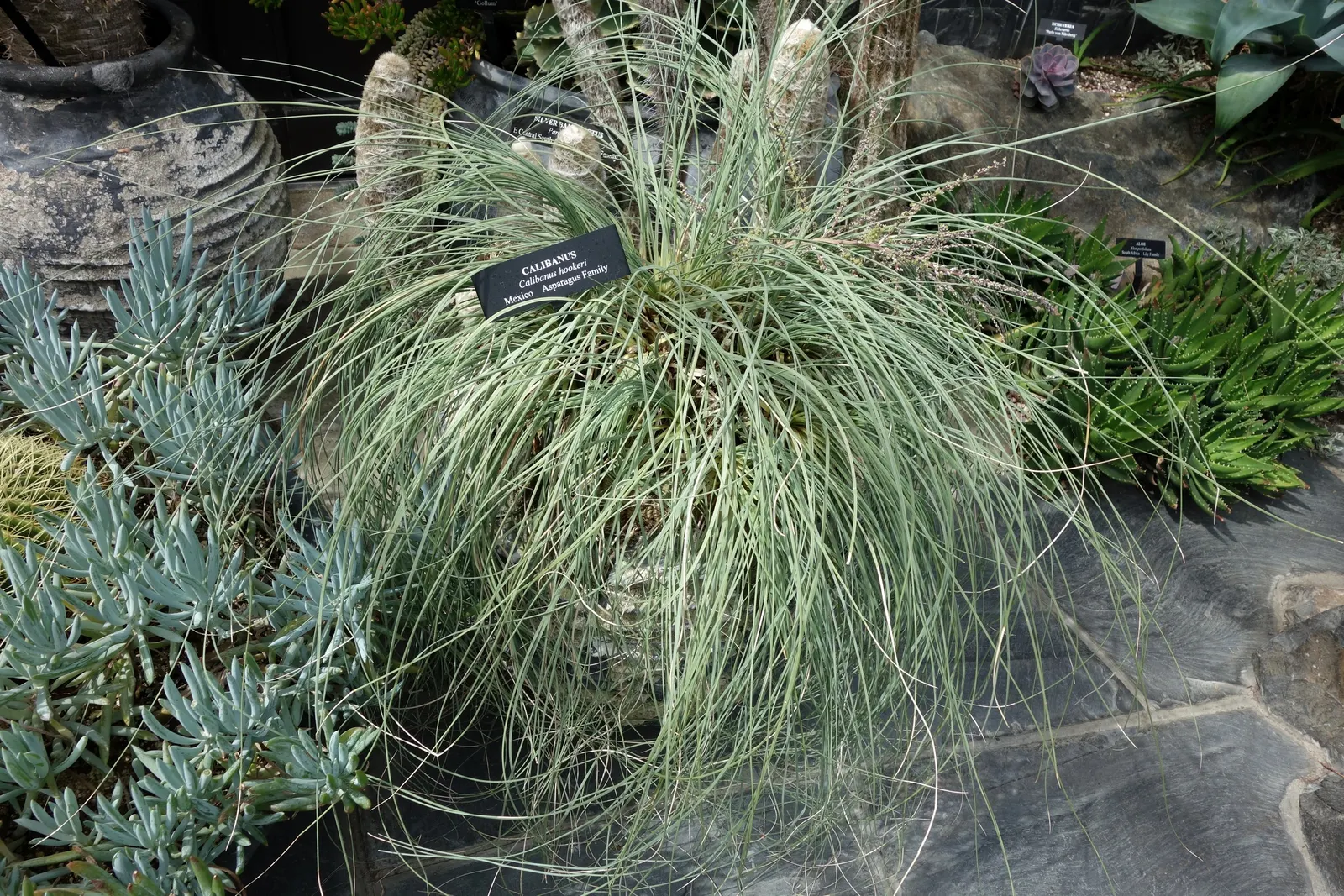 Calibanus (Calibanus Hookeri) — Sprouting from this spherical base is a tuft of narrow