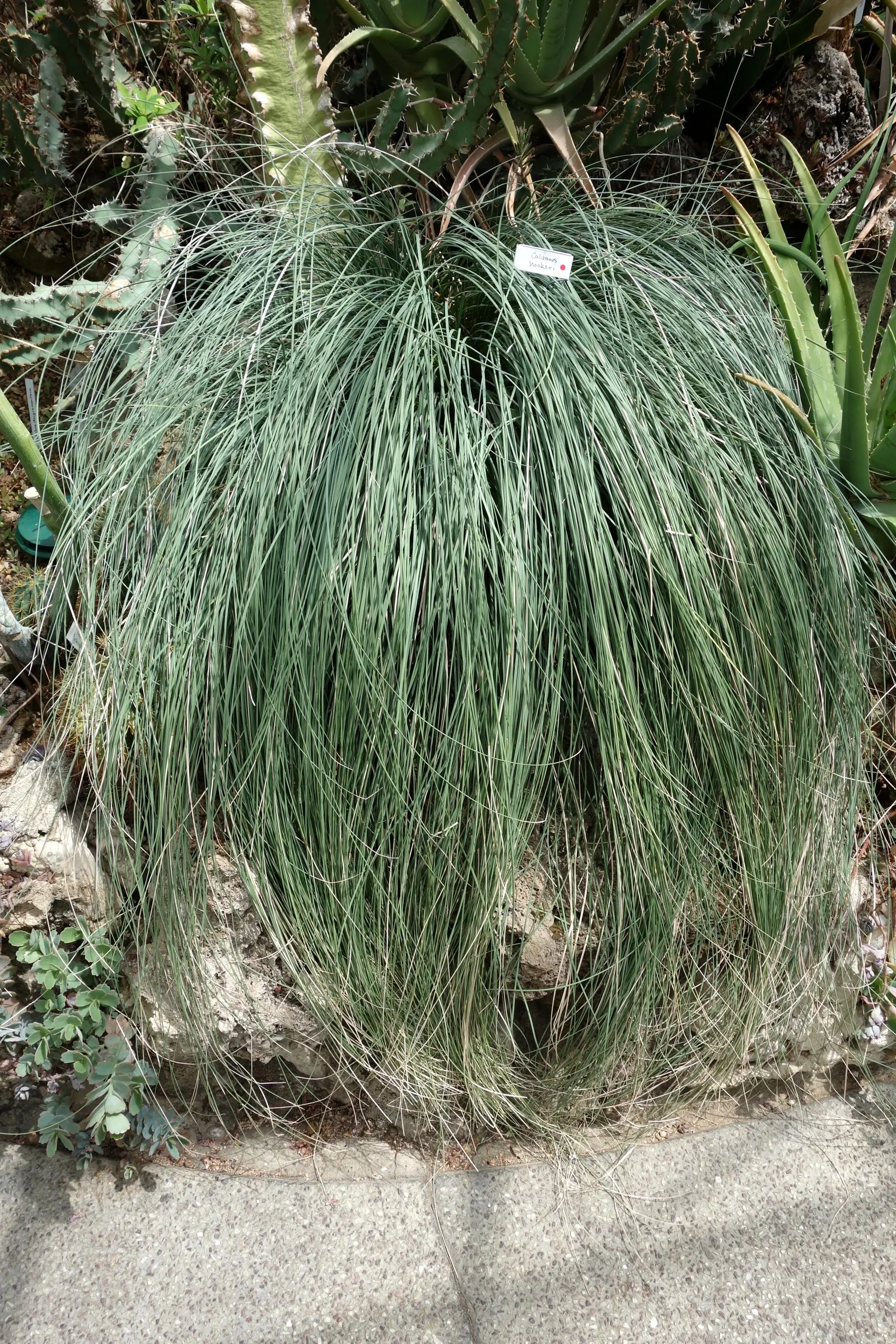 Calibanus (Calibanus Hookeri) — woody ball that can reach sizes of 2 to 3 feet in diameter