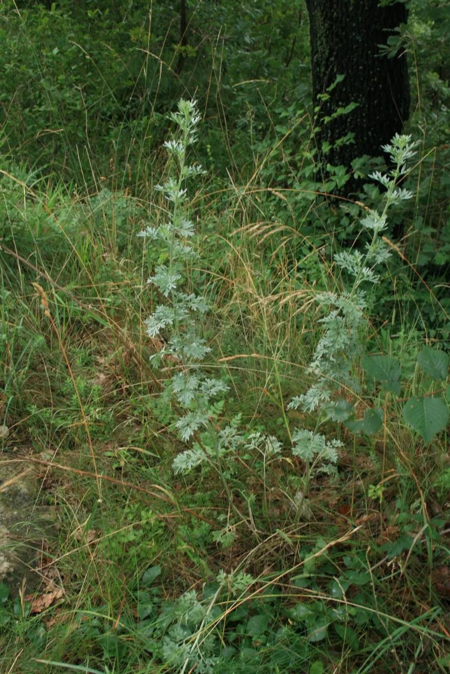Common Wormwood, Absinth (Artemisia Absinthium) — making it fitting for xeriscaping or areas with low water availability