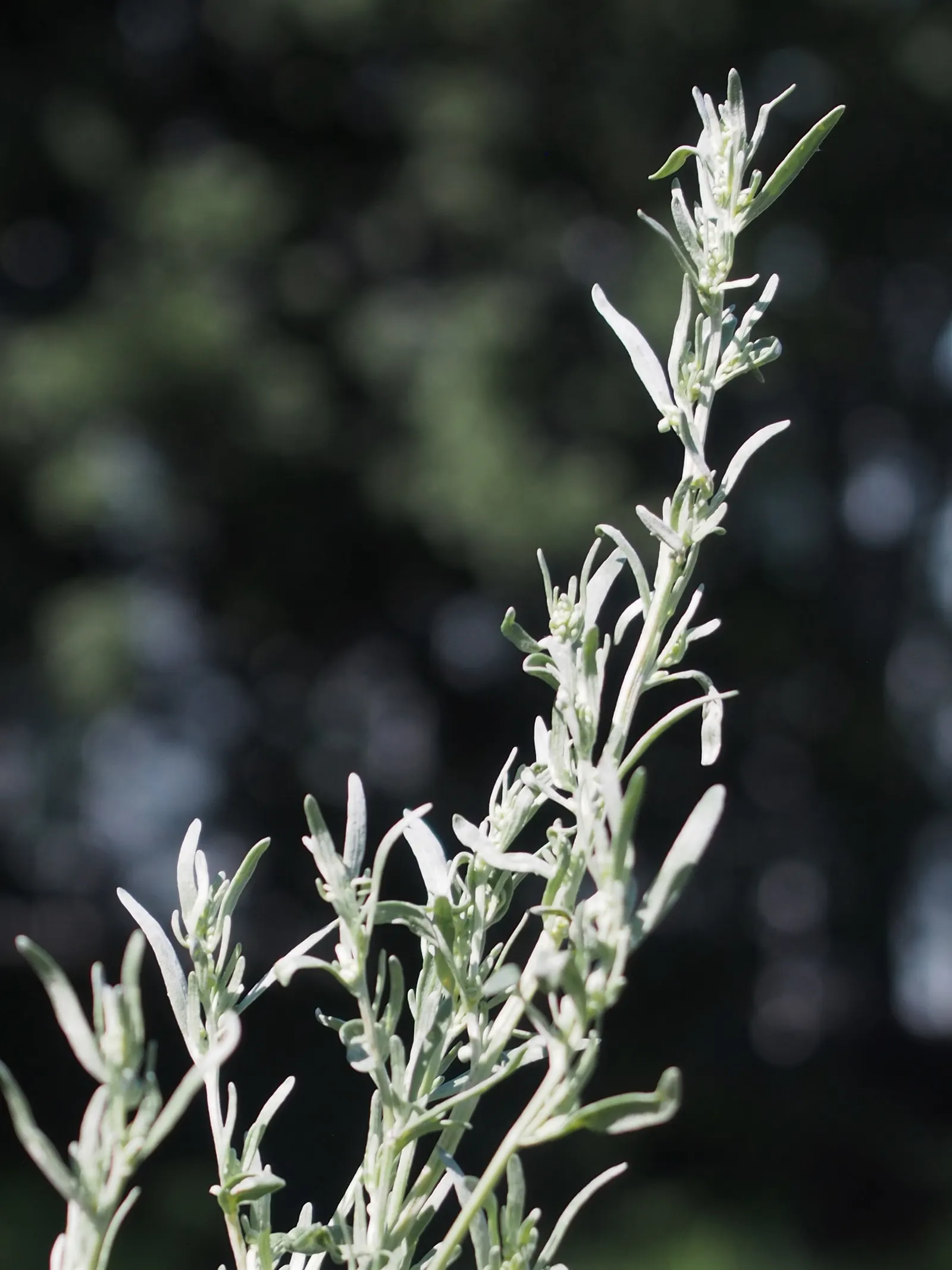 Common Wormwood, Absinth (Artemisia Absinthium) — ripple through the garden when stirred by the breeze; perennial for full
