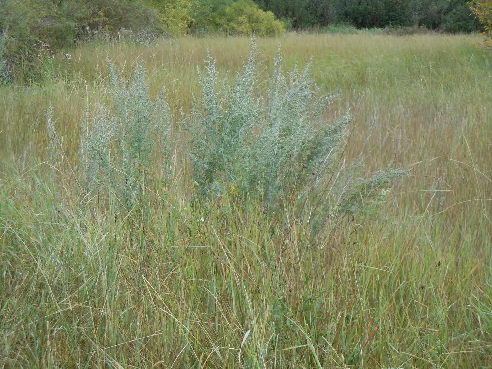 Common Wormwood, Absinth (Artemisia Absinthium) — and its practical applications in an eco-conscious garden space; it's well-adapted to withstand some cold and
