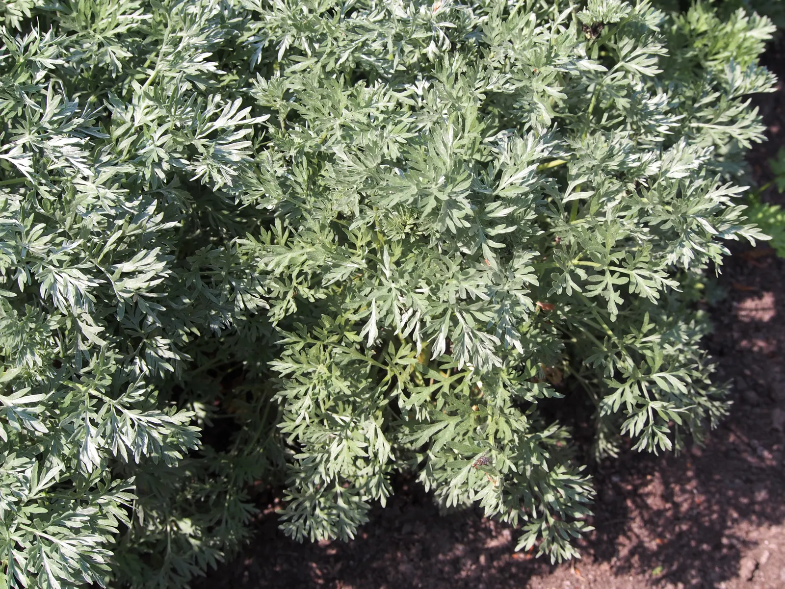Common Wormwood, Absinth (Artemisia Absinthium) — offering a tactile as well as a visual appeal; widely recognized as Common Wormwood or Absinthe, image 63