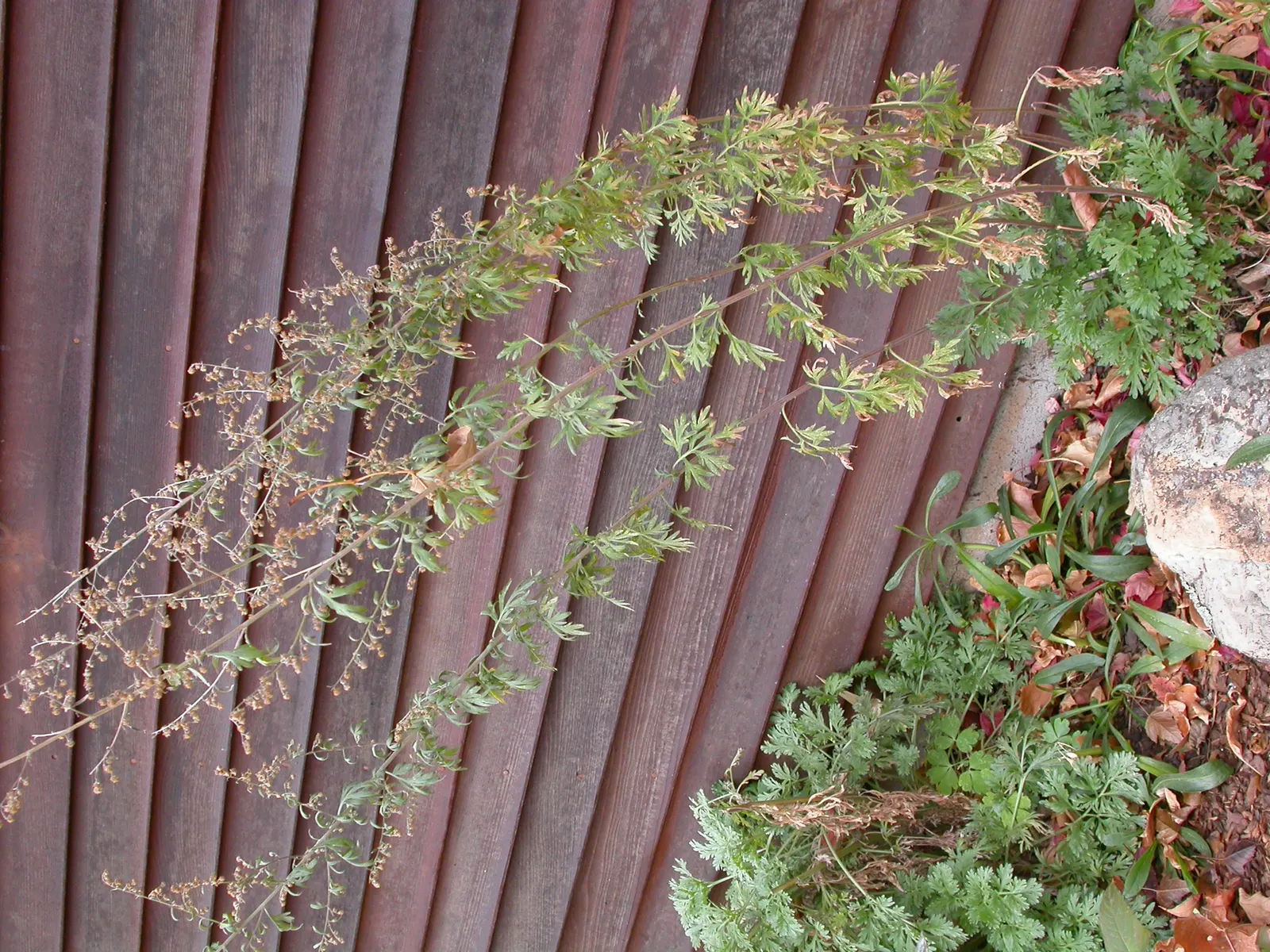 Common Wormwood, Absinth (Artemisia Absinthium) — This drought-tolerant species grows 2-4 feet in height and spreads 2-3 feet wide; artemisia, image 57
