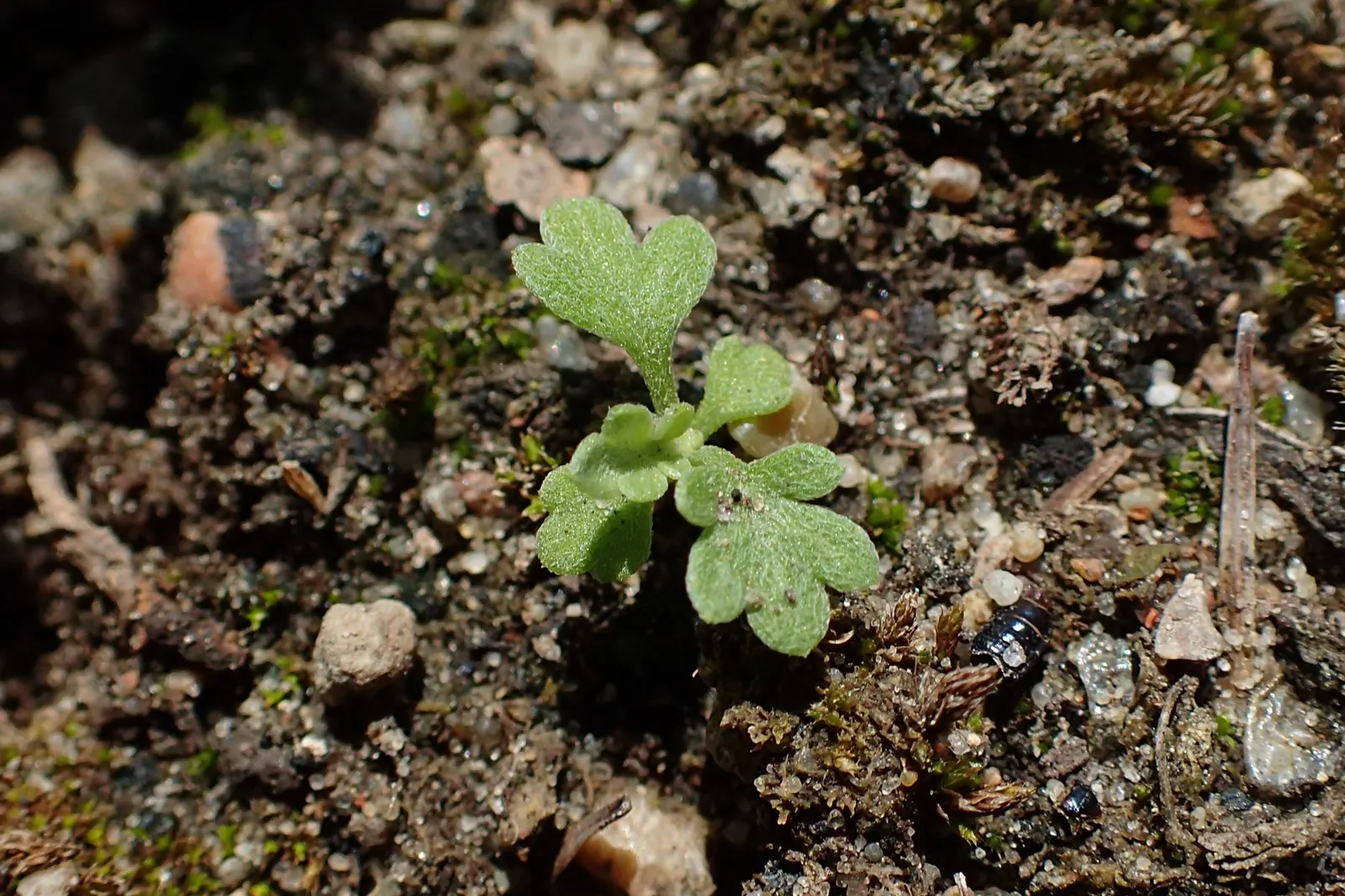 Common Wormwood, Absinth (Artemisia Absinthium) — Renowned for its use in absinthe, it thrives in full sun and well-drained soils; its silver-hued leaves