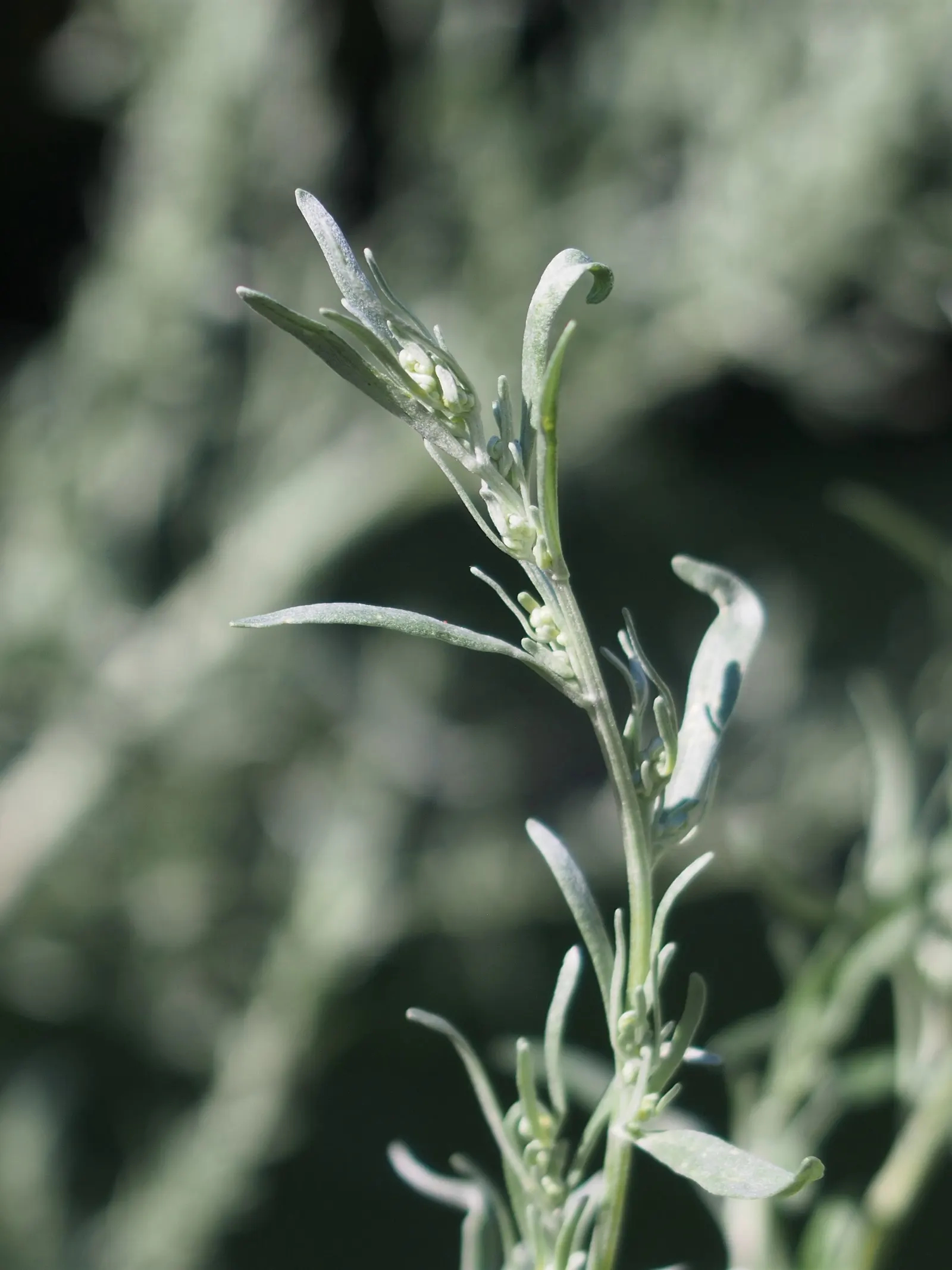 Common Wormwood, Absinth (Artemisia Absinthium) — its silver-hued leaves harmonizing amid a variety of greens; yellowish-green flowers arranged in nodding