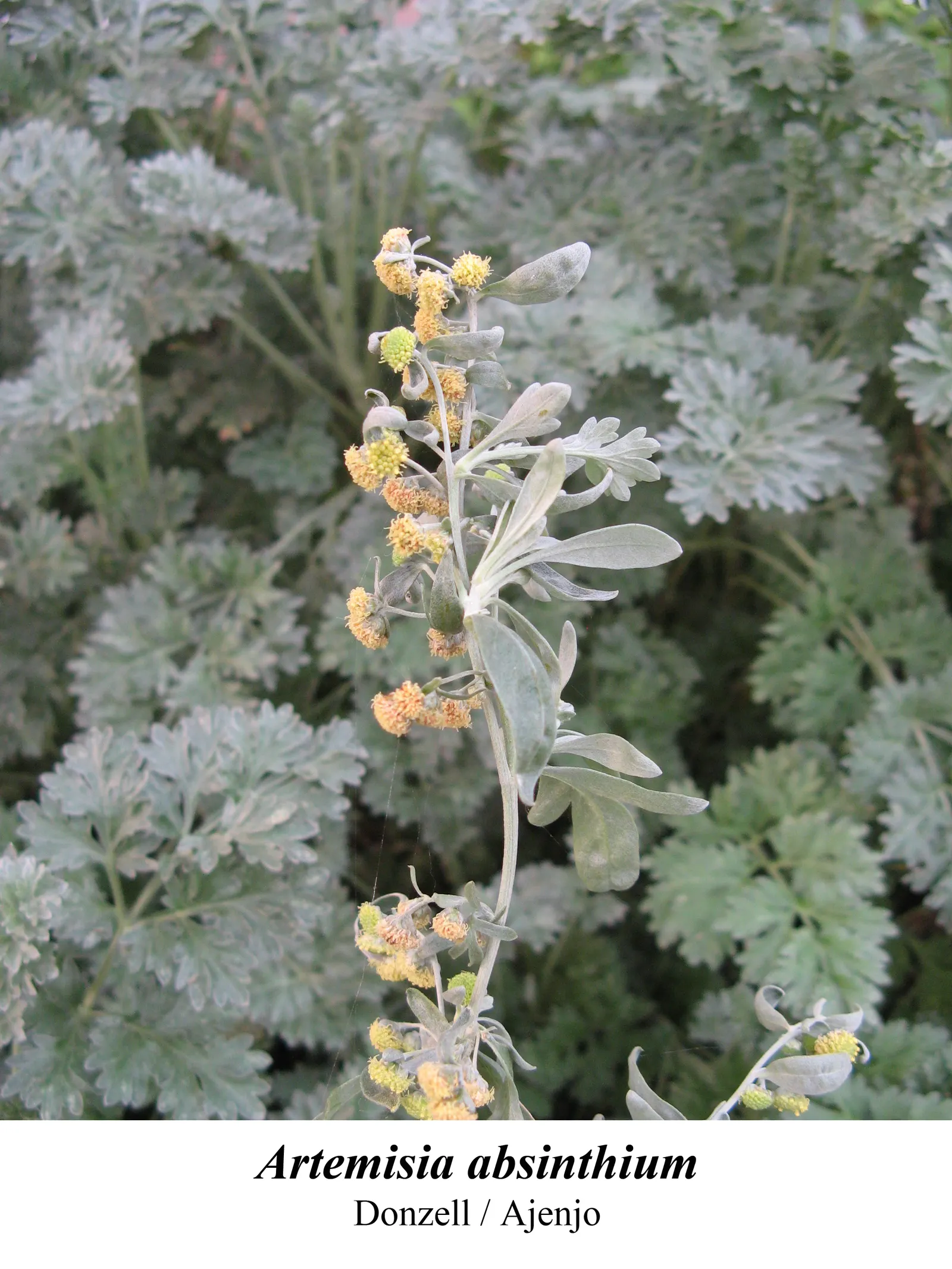 Common Wormwood, Absinth (Artemisia Absinthium) — ripple through the garden when stirred by the breeze