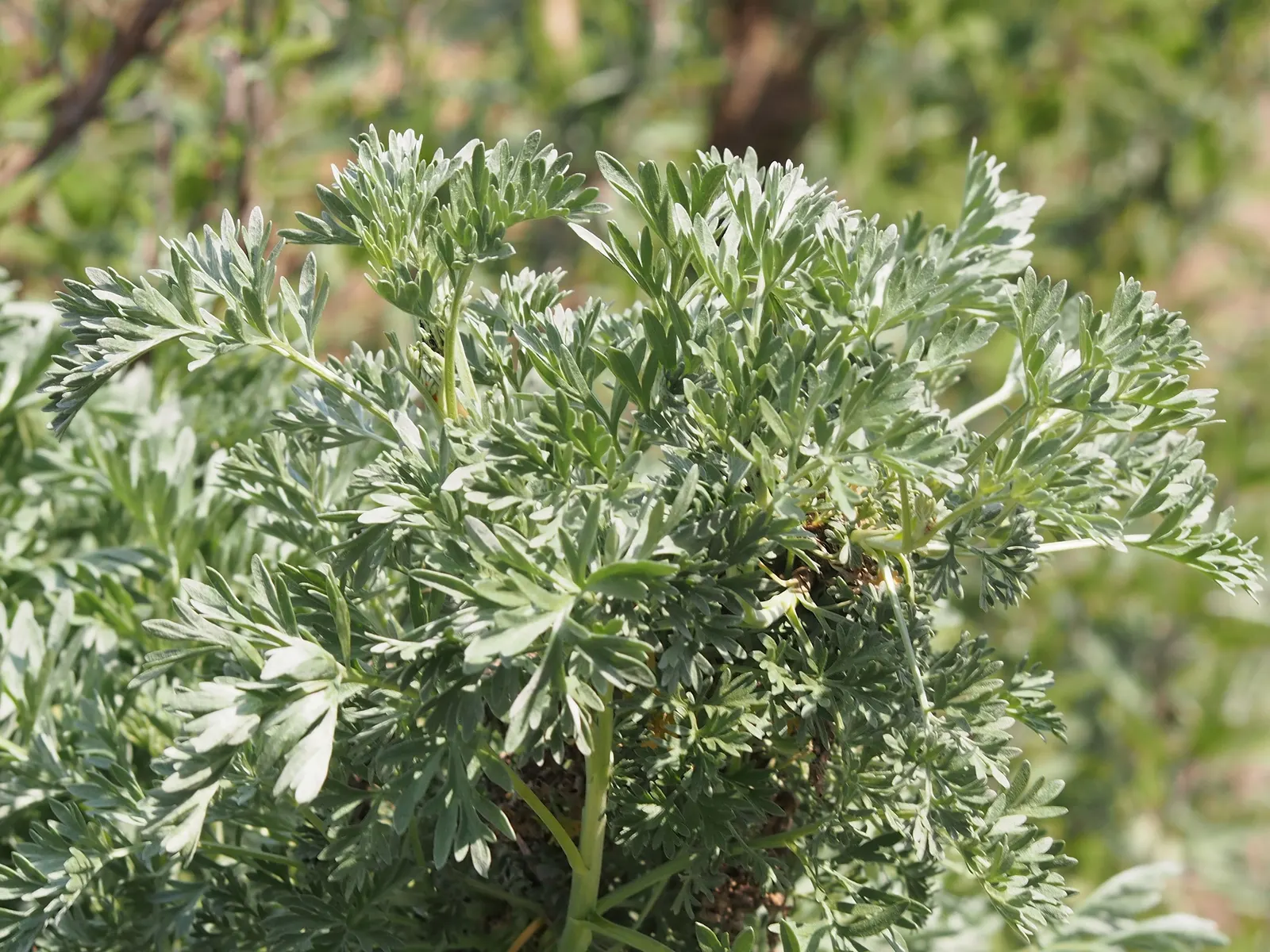 Common Wormwood, Absinth (Artemisia Absinthium) — albeit not overtly ornamental