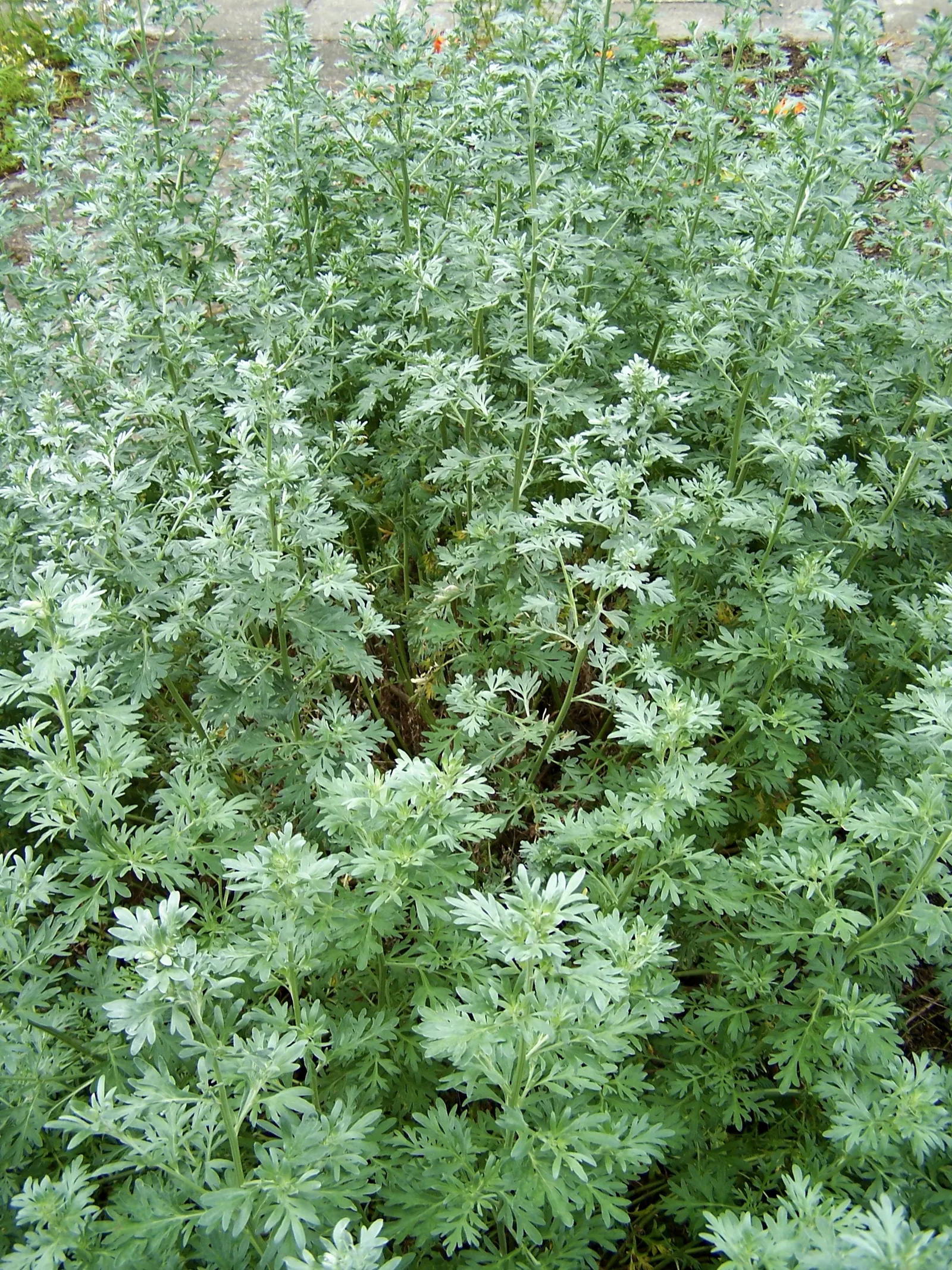 Common Wormwood, Absinth (Artemisia Absinthium) — adding another layer of utility to its already diverse palette of garden contributions